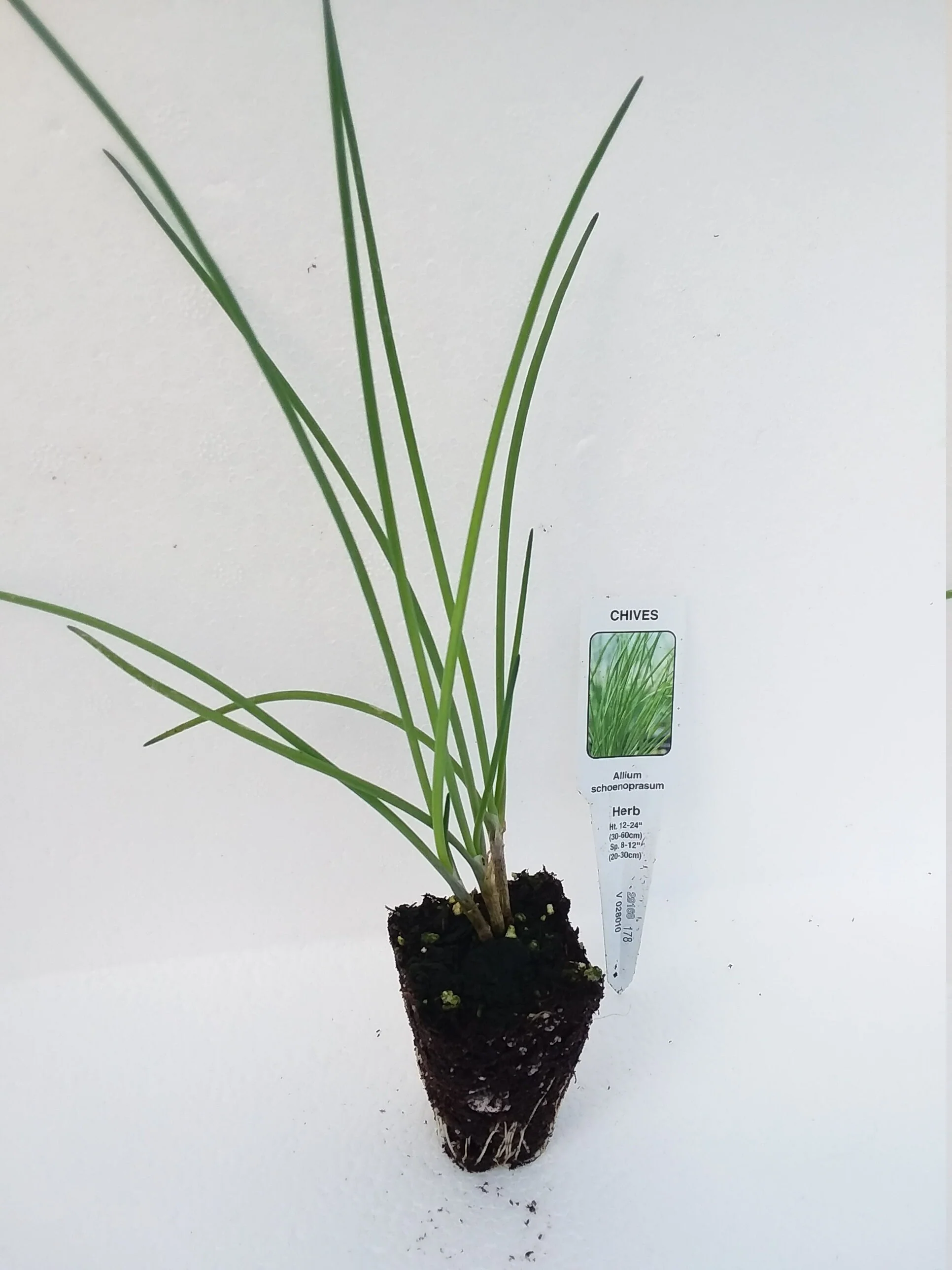 Chives - Image 2