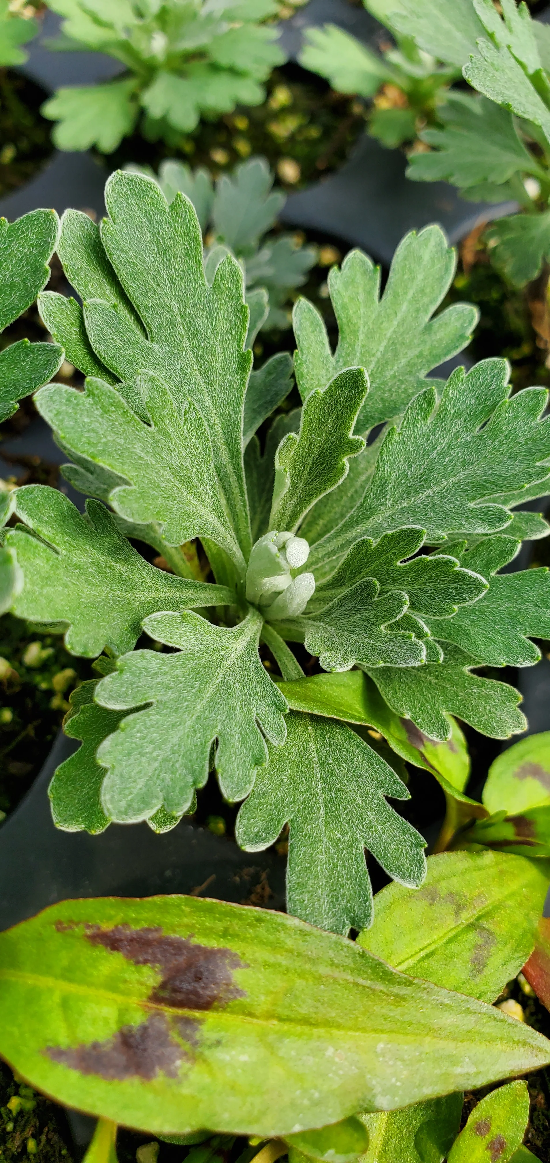 Chrysanthemum pacificum Pink Ice