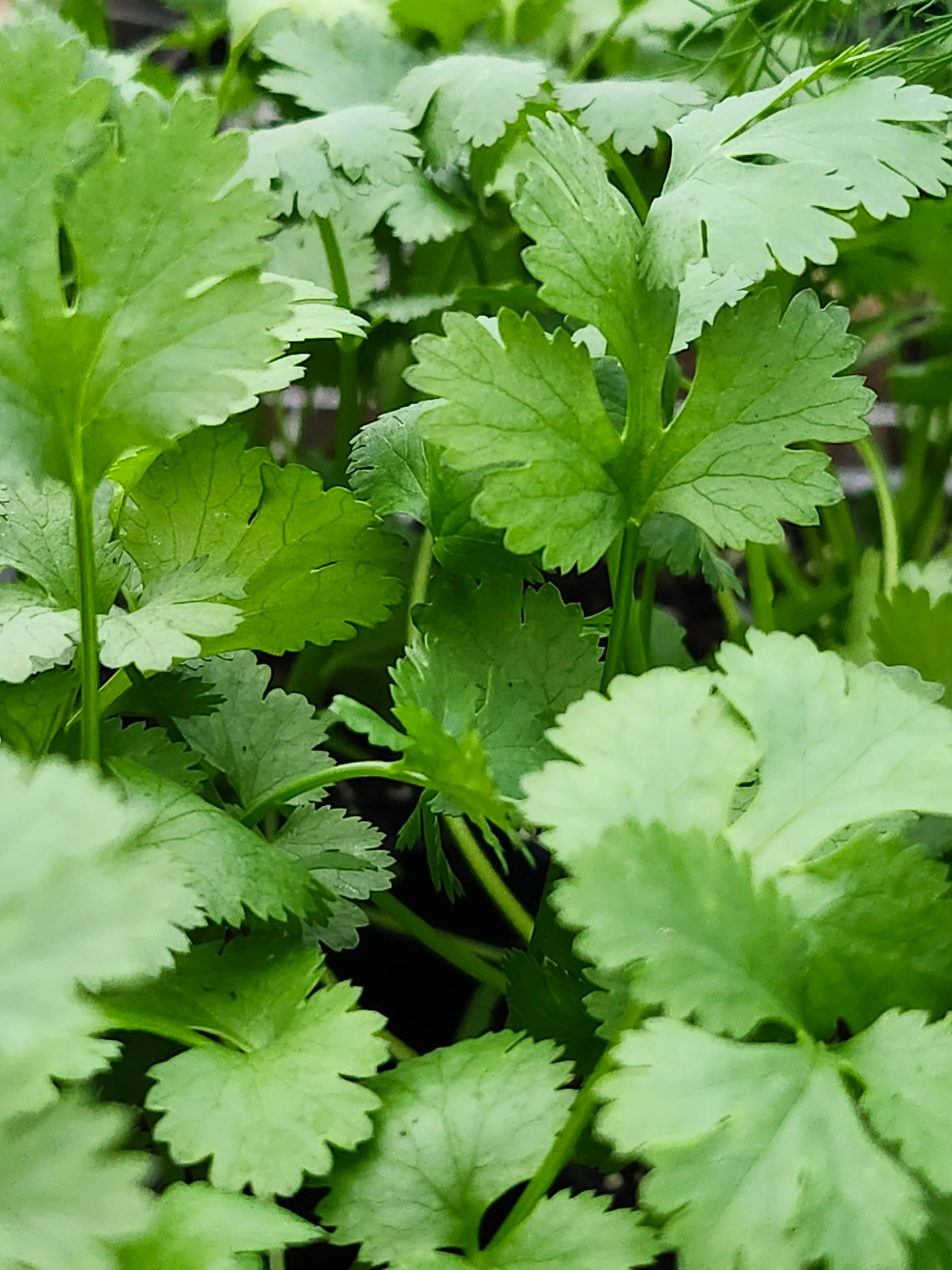 Cilantro