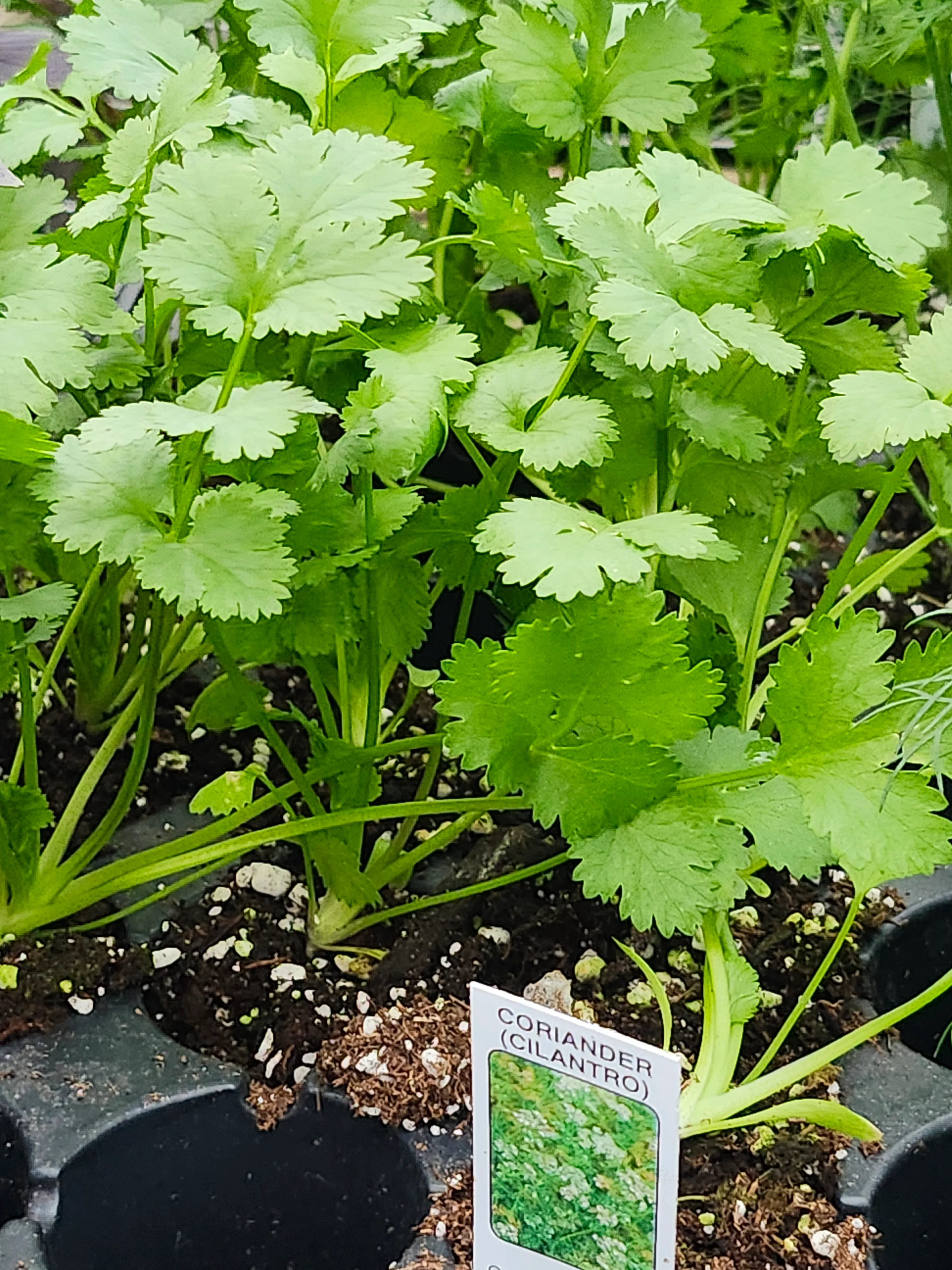 Cilantro - Image 2