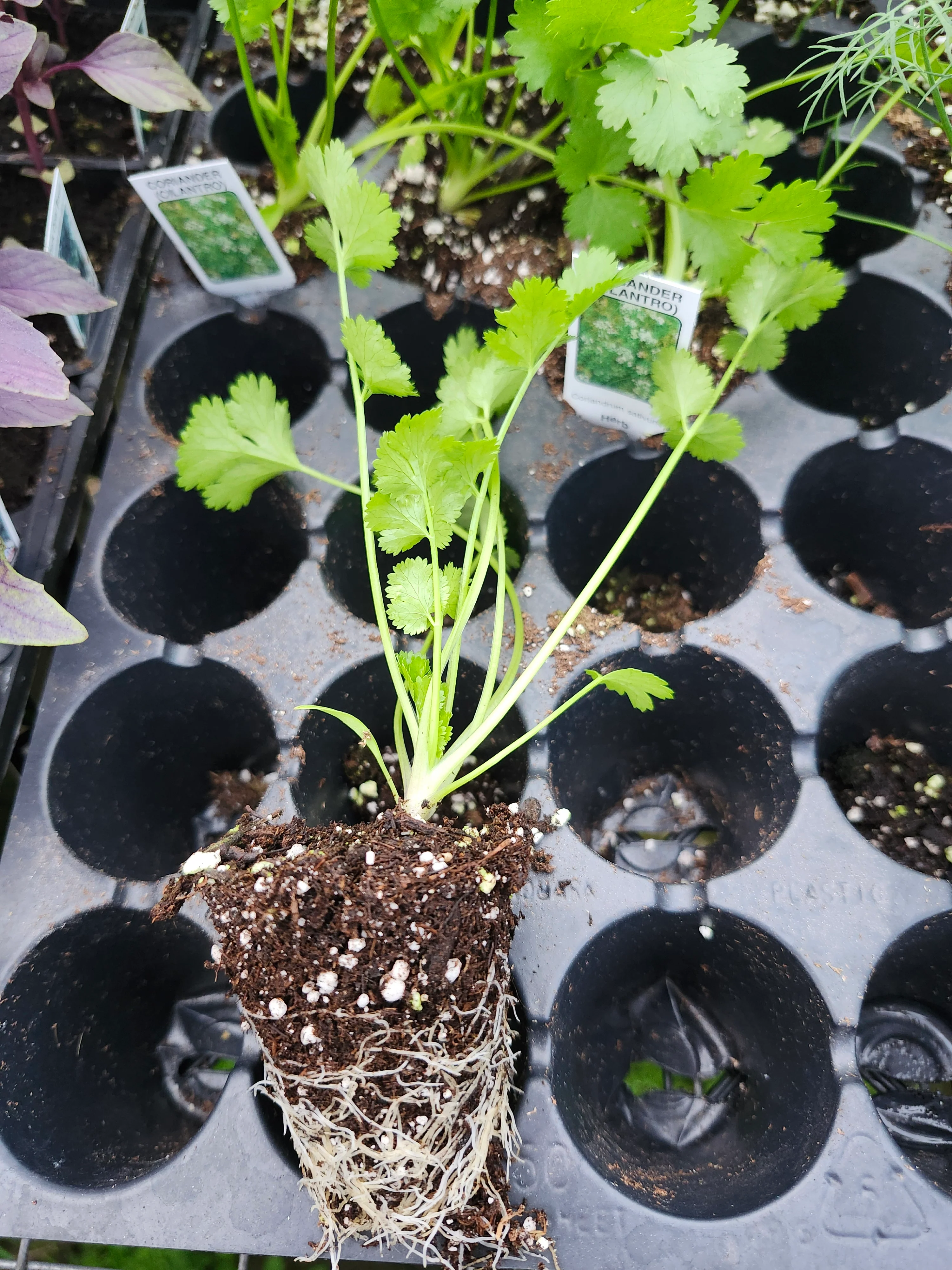 Cilantro - Image 3
