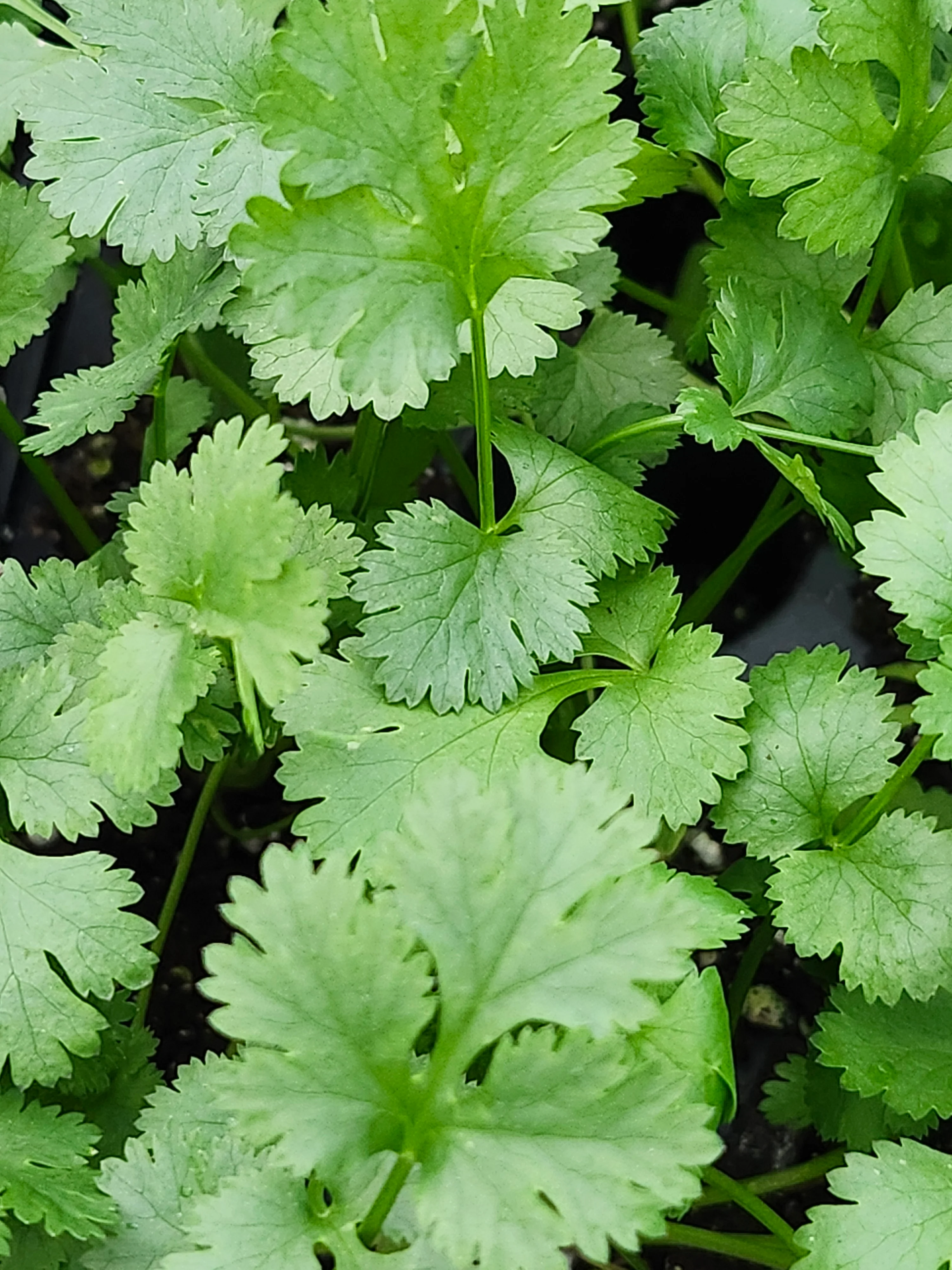 Cilantro - Image 4