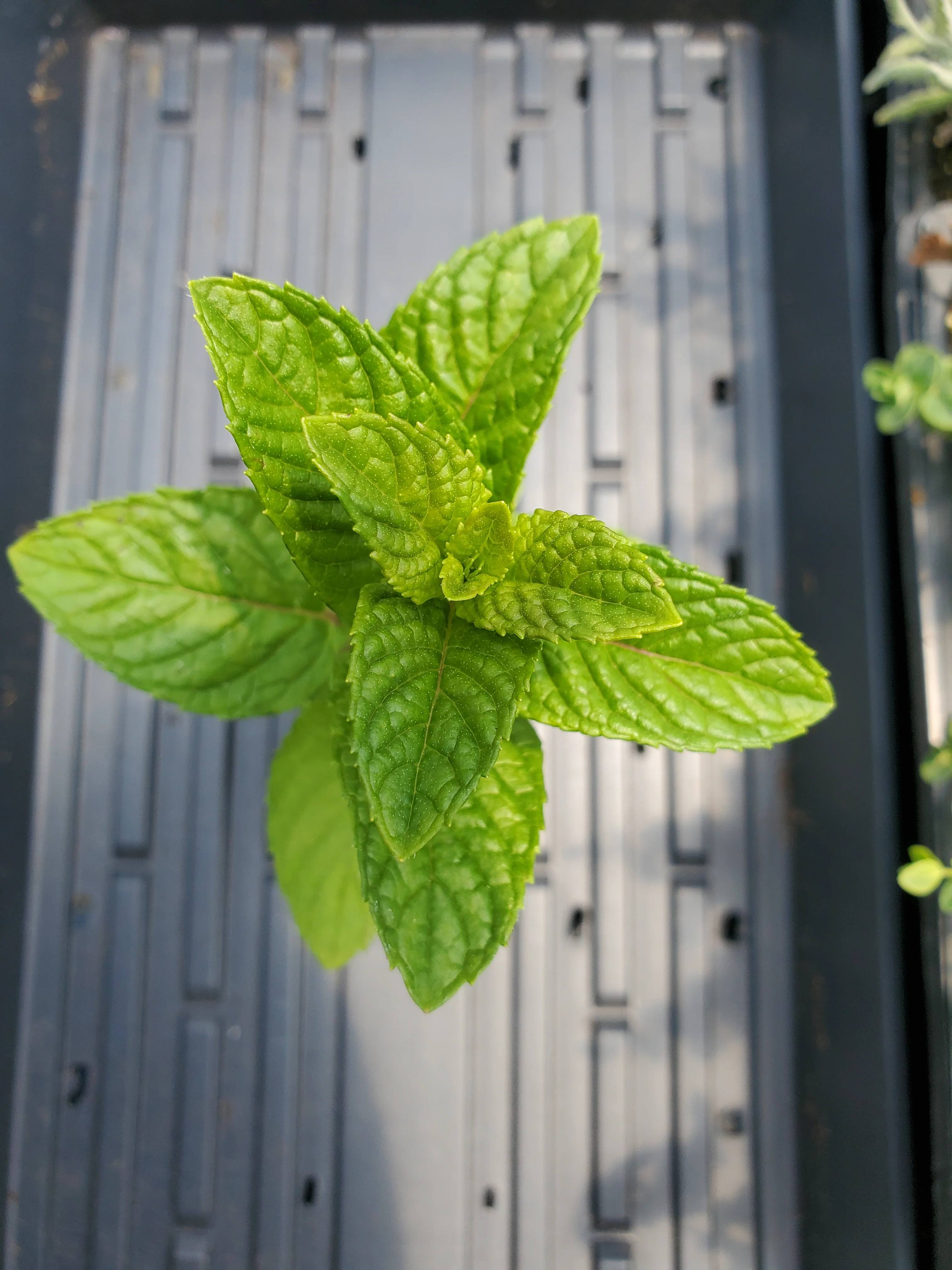 Citrus Mint