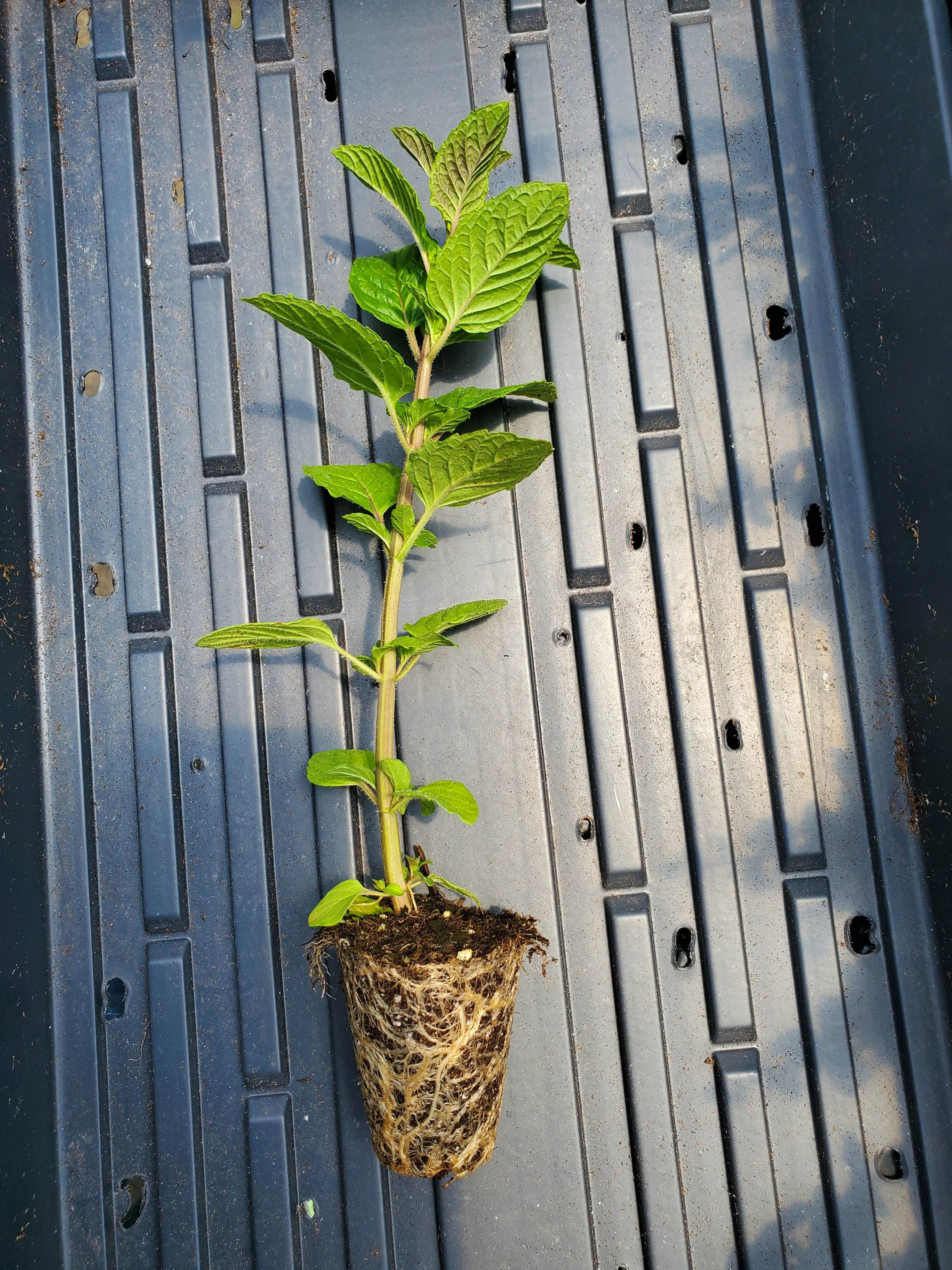 Citrus Mint - Image 2