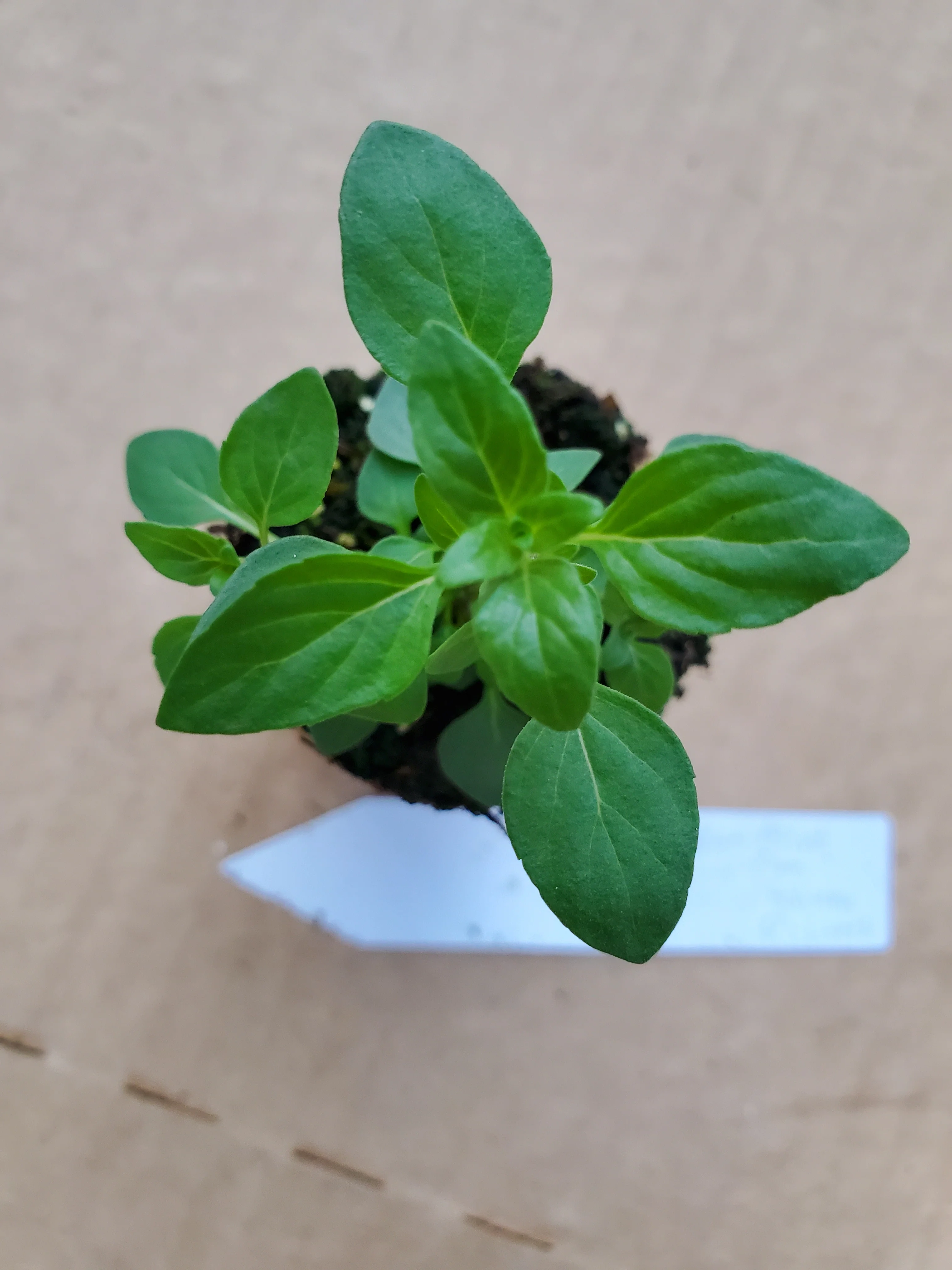 Clinopodium thymifolium - Image 2