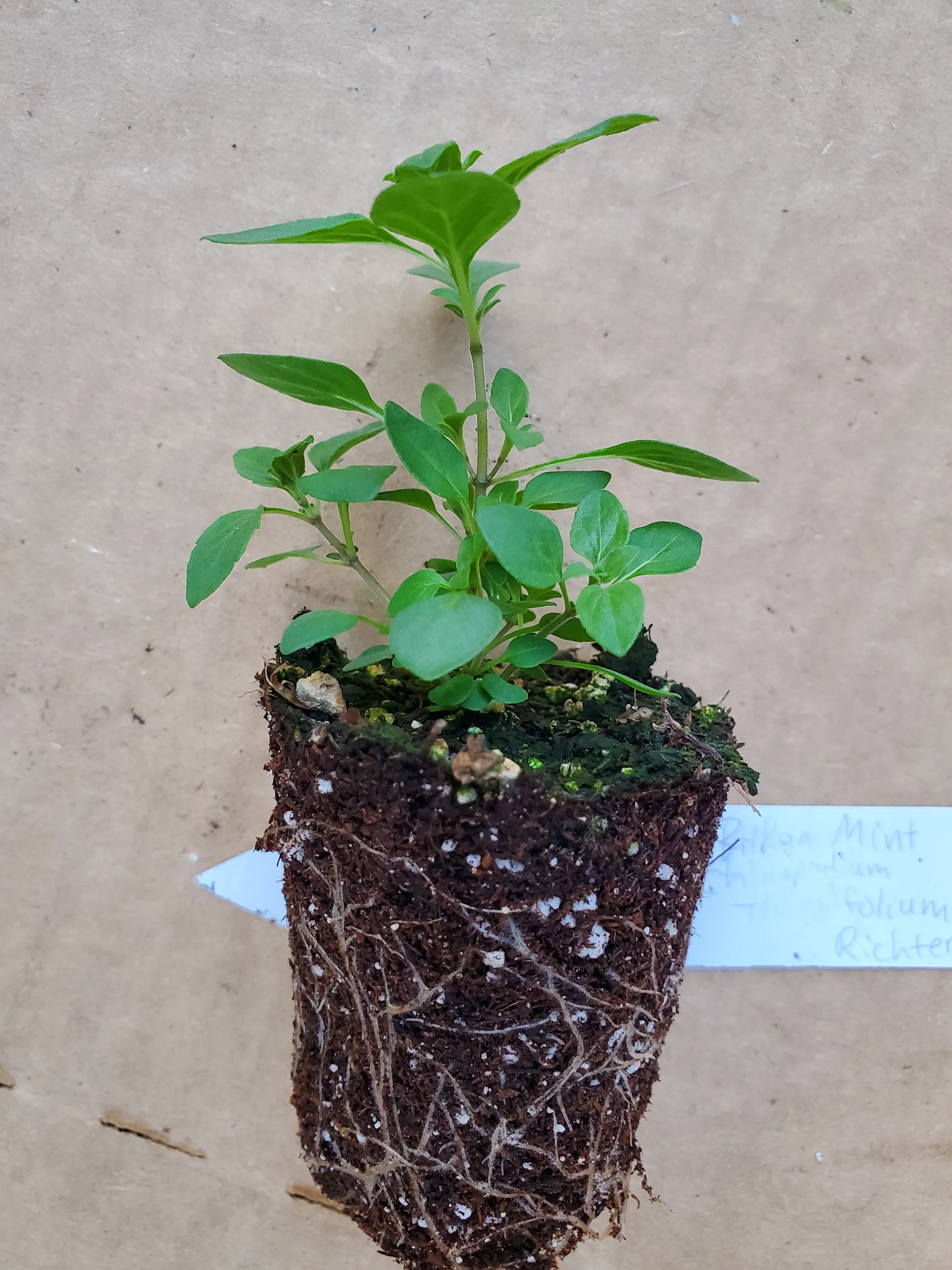 Clinopodium thymifolium - Image 3