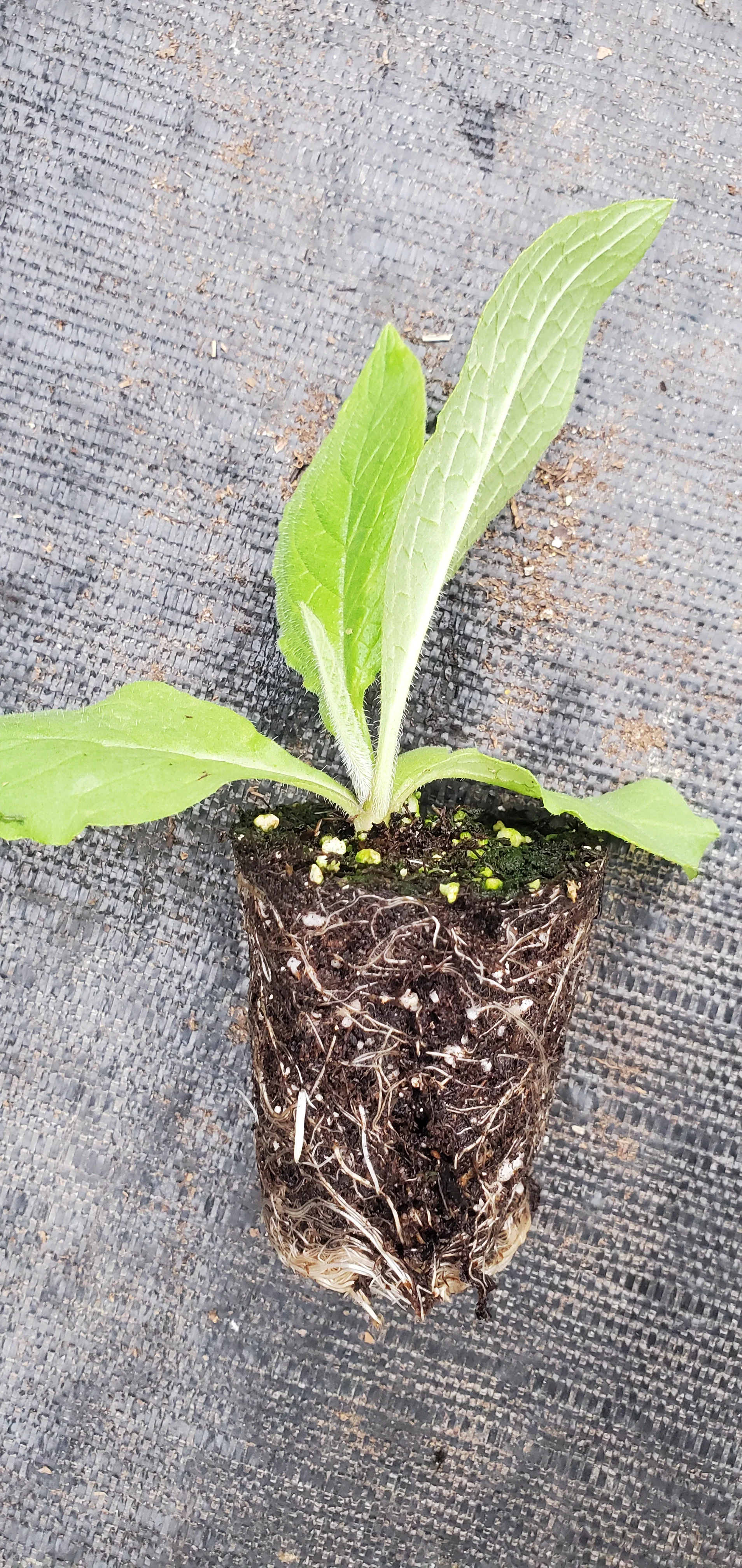 Comfrey