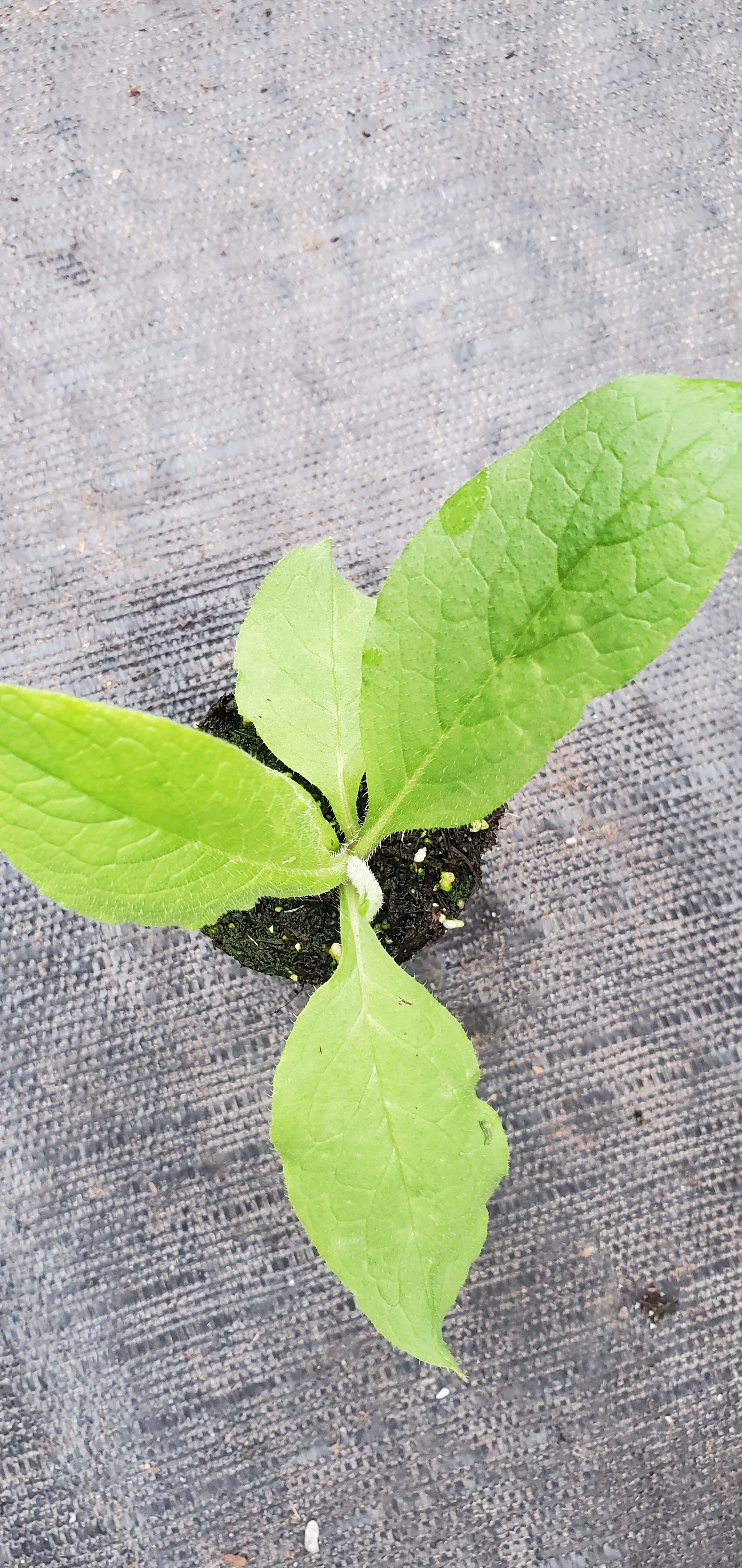 Comfrey - Image 2