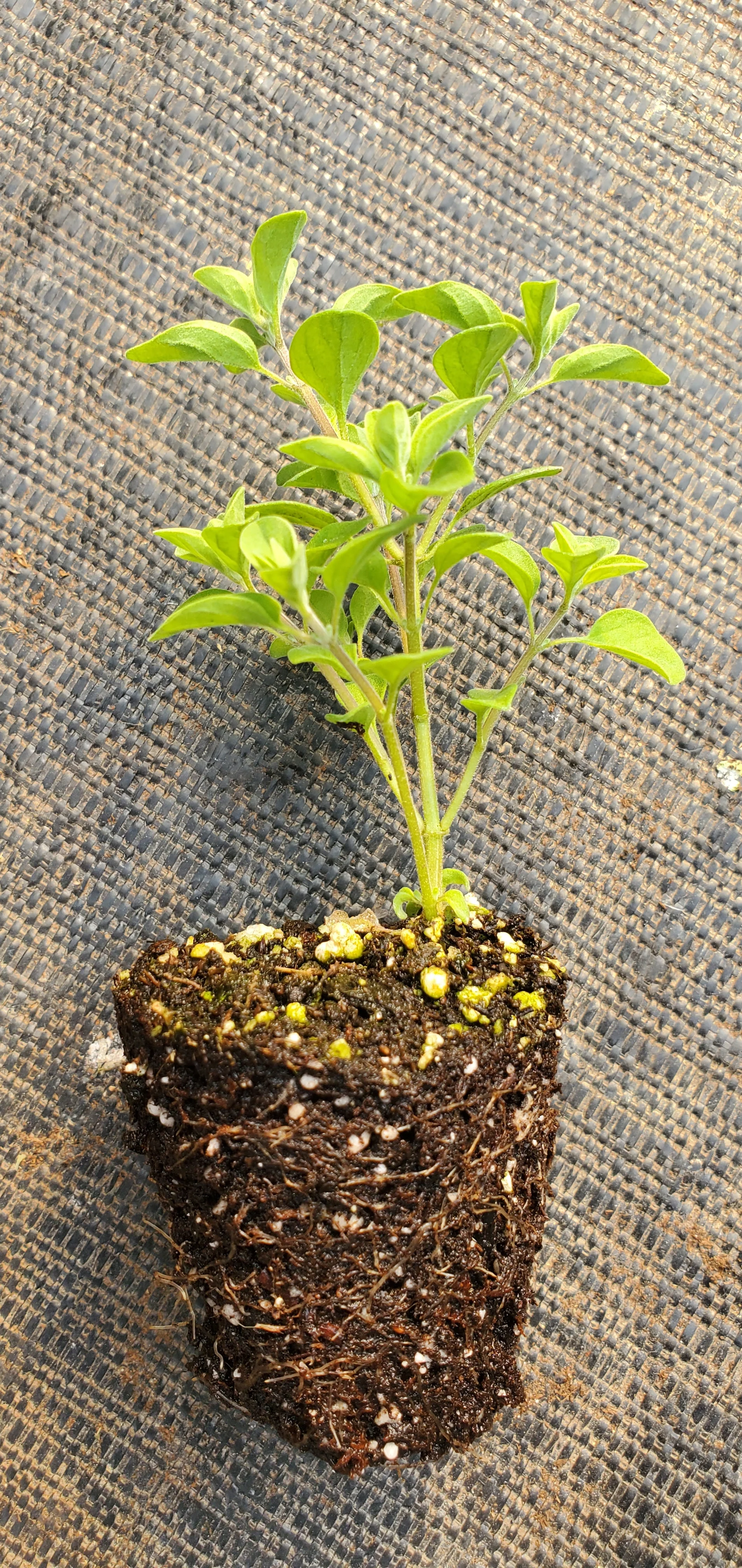 Compact Sweet Marjoram - Image 2