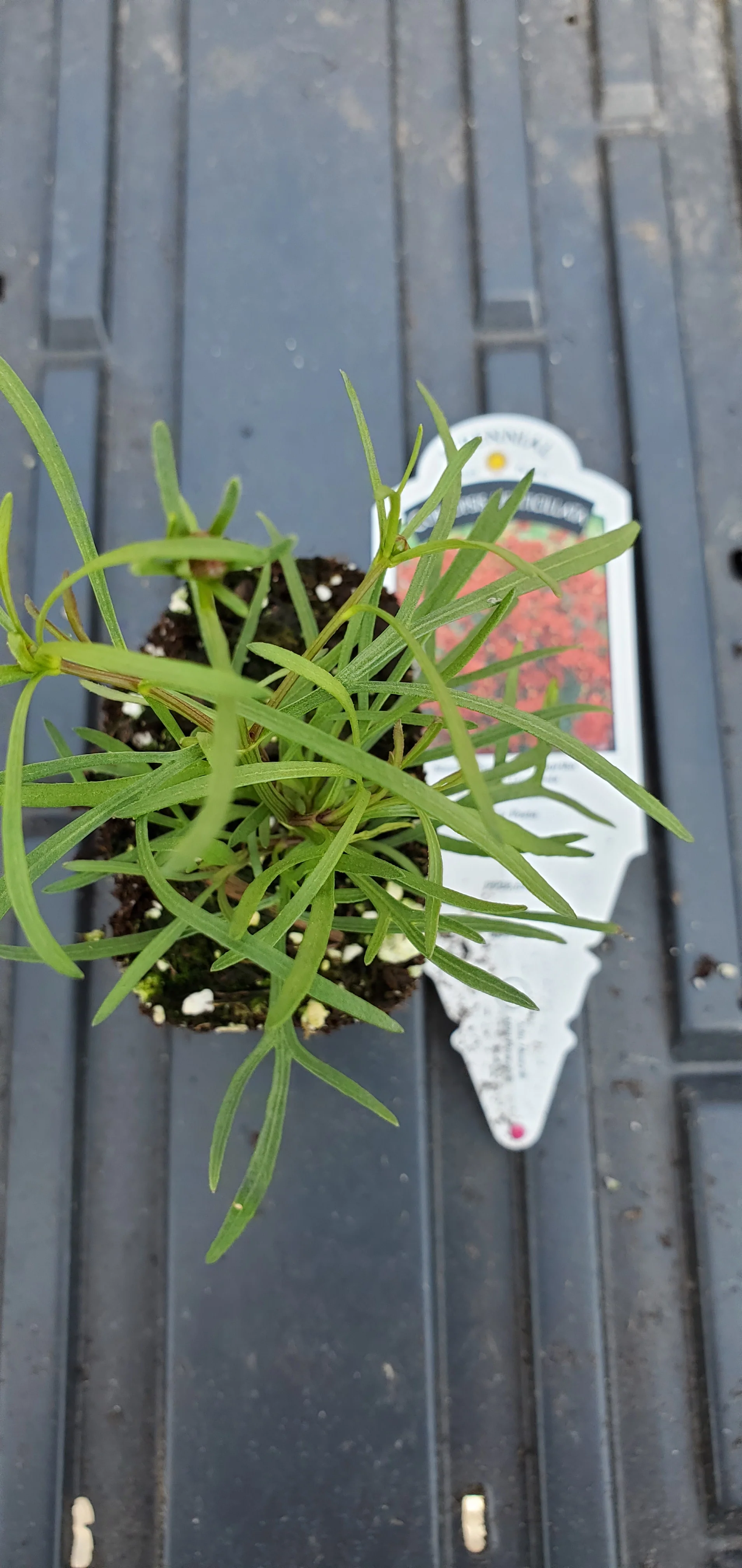 Coreopsis Sizzle and Spice Hot Paprika