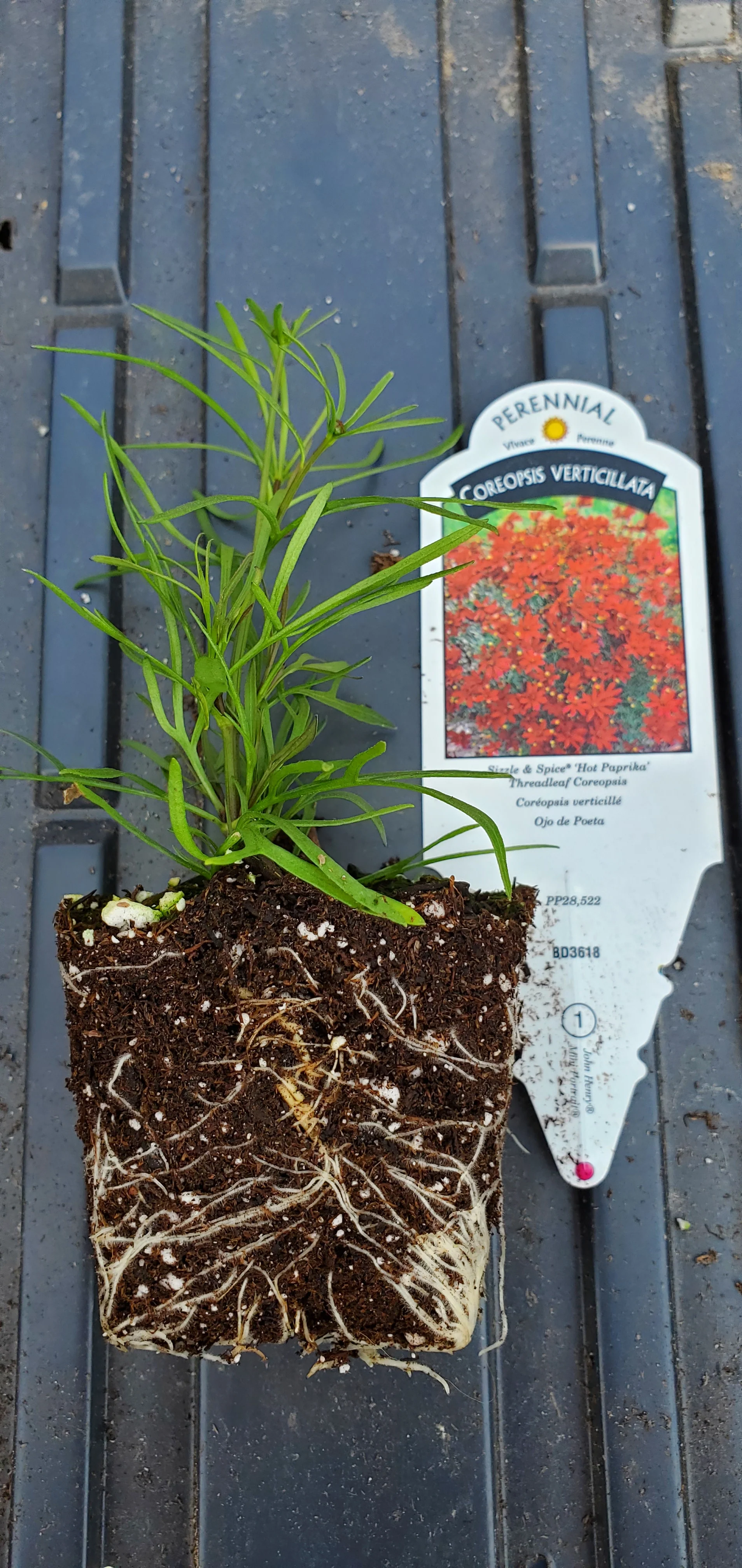 Coreopsis Sizzle and Spice Hot Paprika - Image 2