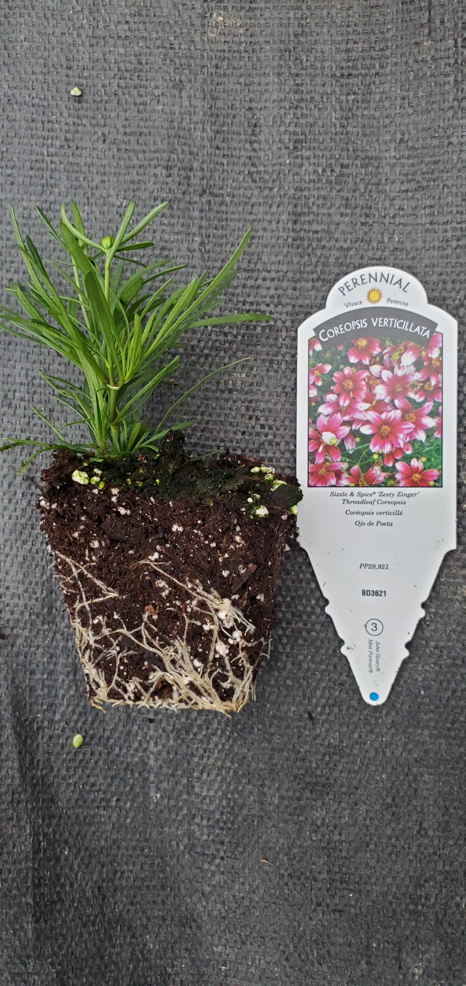 Coreopsis Sizzle &Spice Zesty Zinger - Image 2