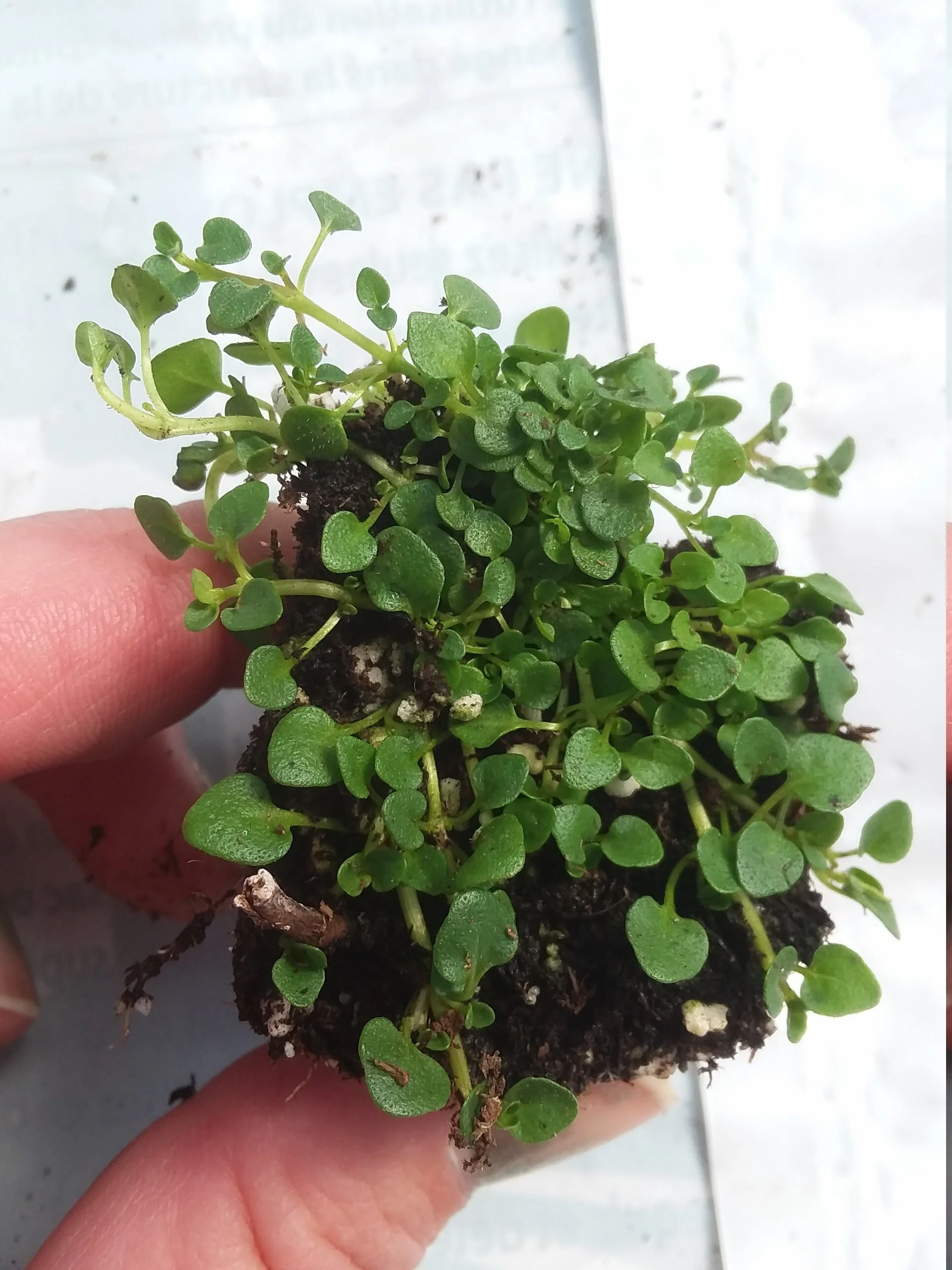 Corsican Mint