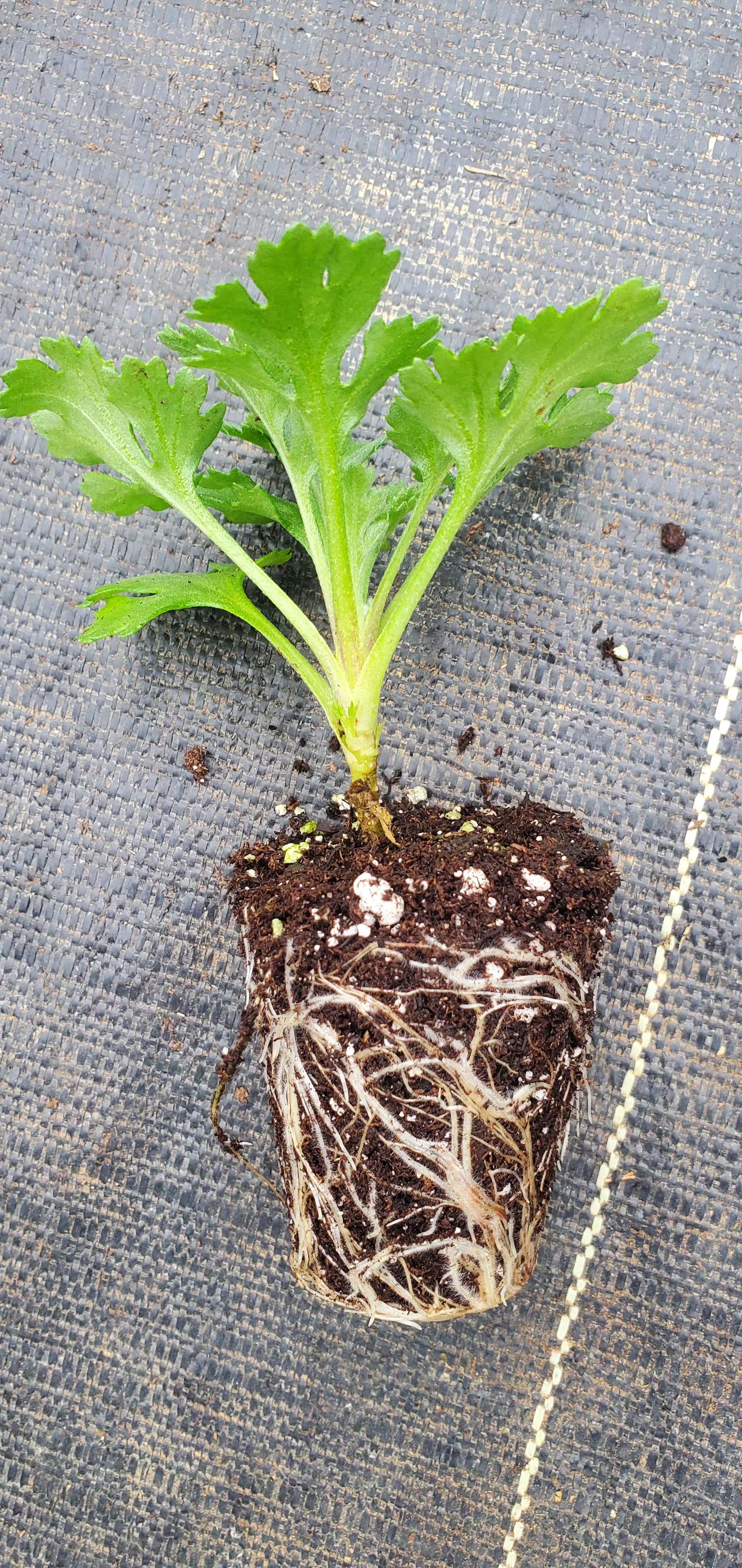 Cottage Apricot Chrysanthemum - Image 2