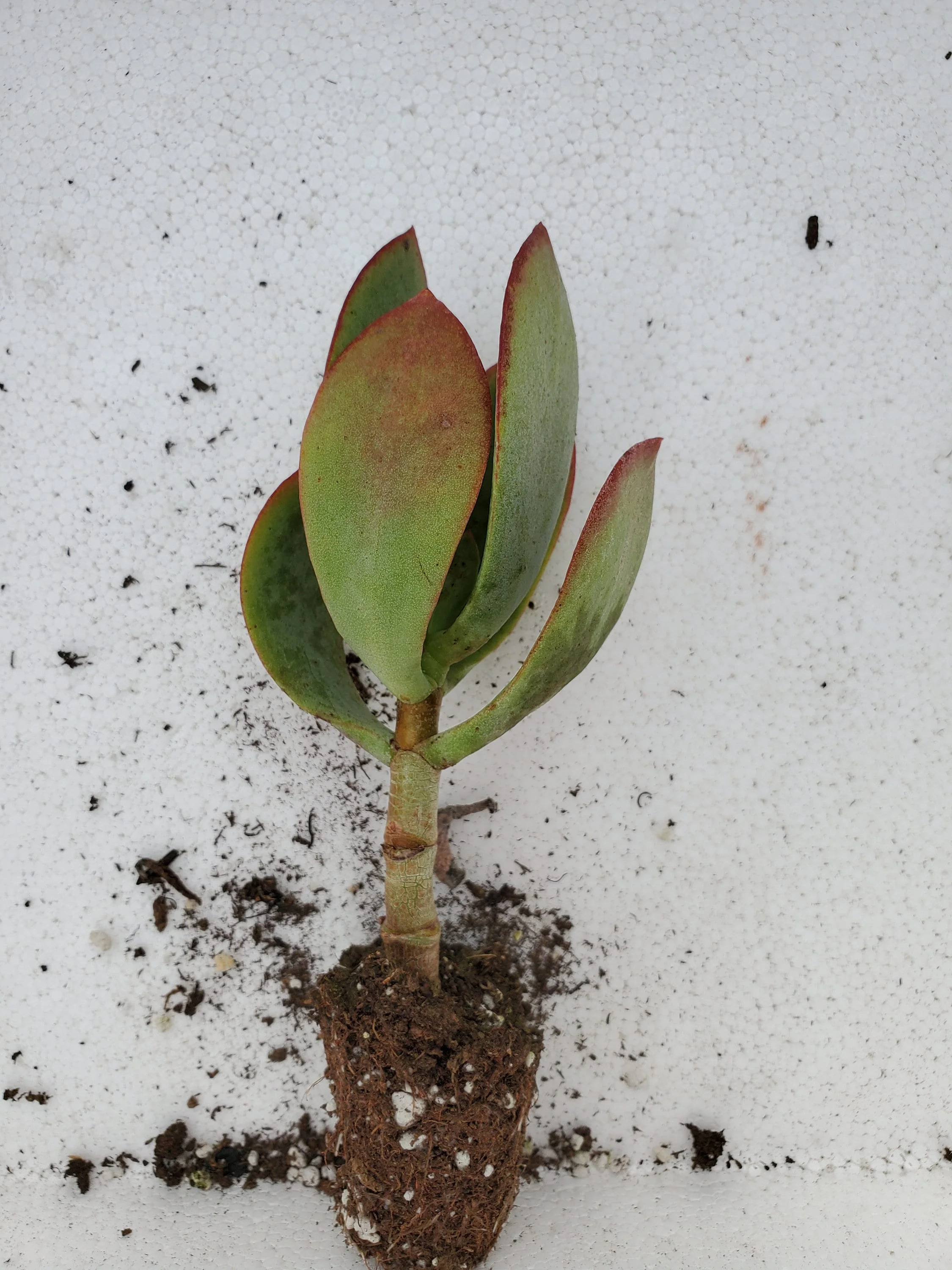Crassula Ovata Bluebird