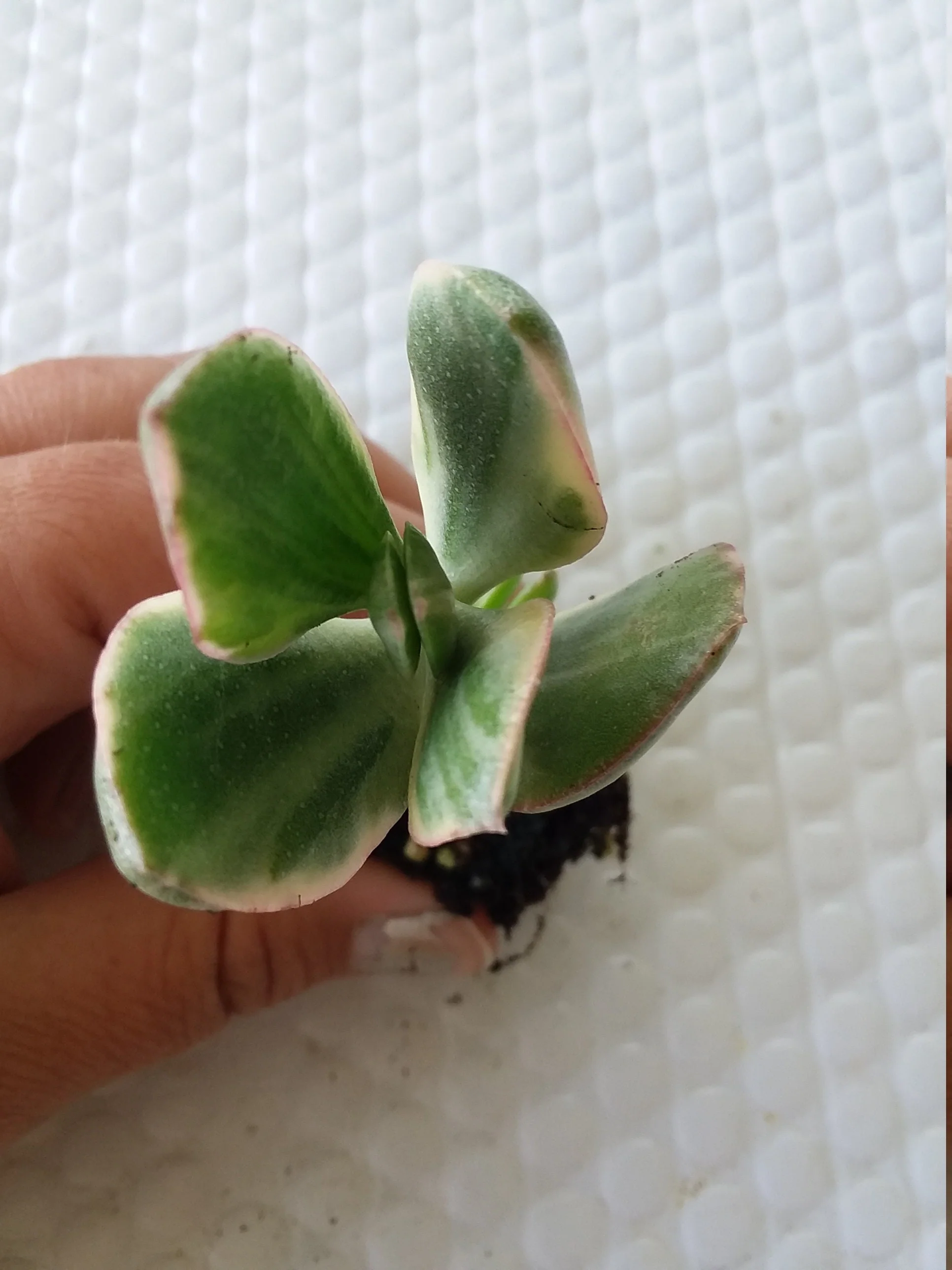 Crassula ovata Tricolor