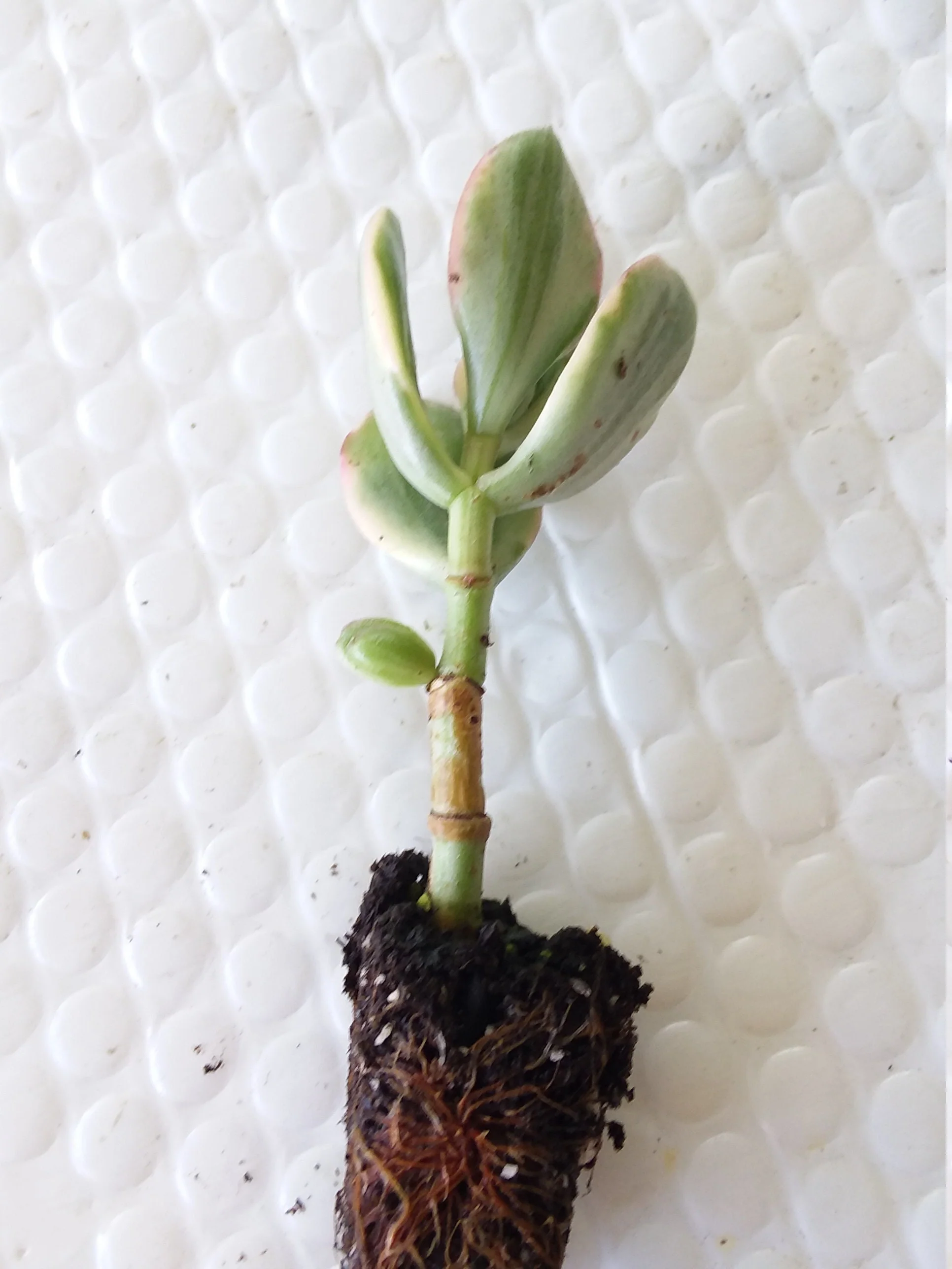 Crassula ovata Tricolor - Image 2