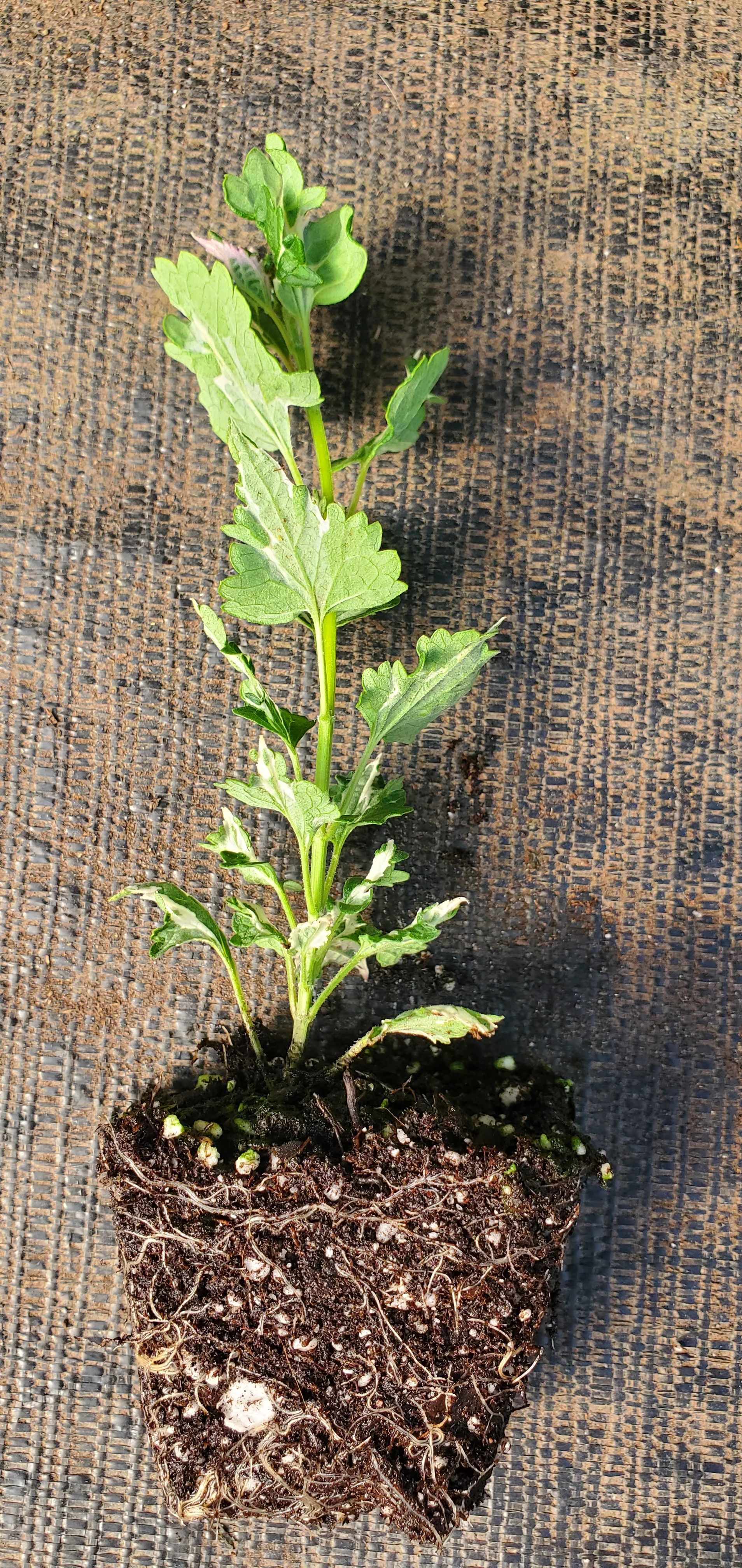 Crazy Fortune Agastache - Image 2