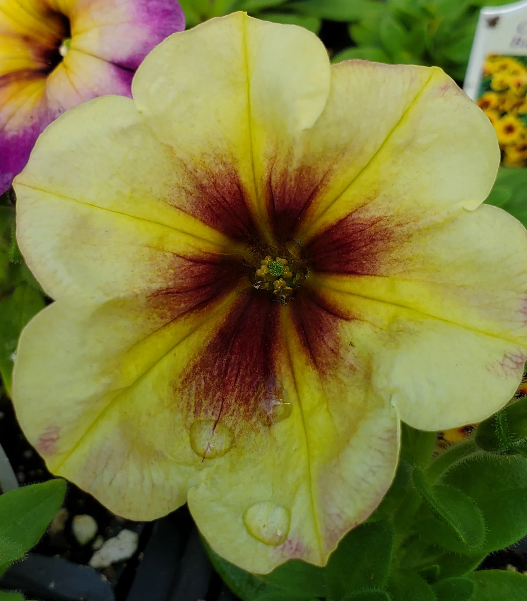 Crazytunia Bananarama Petunia - Image 3