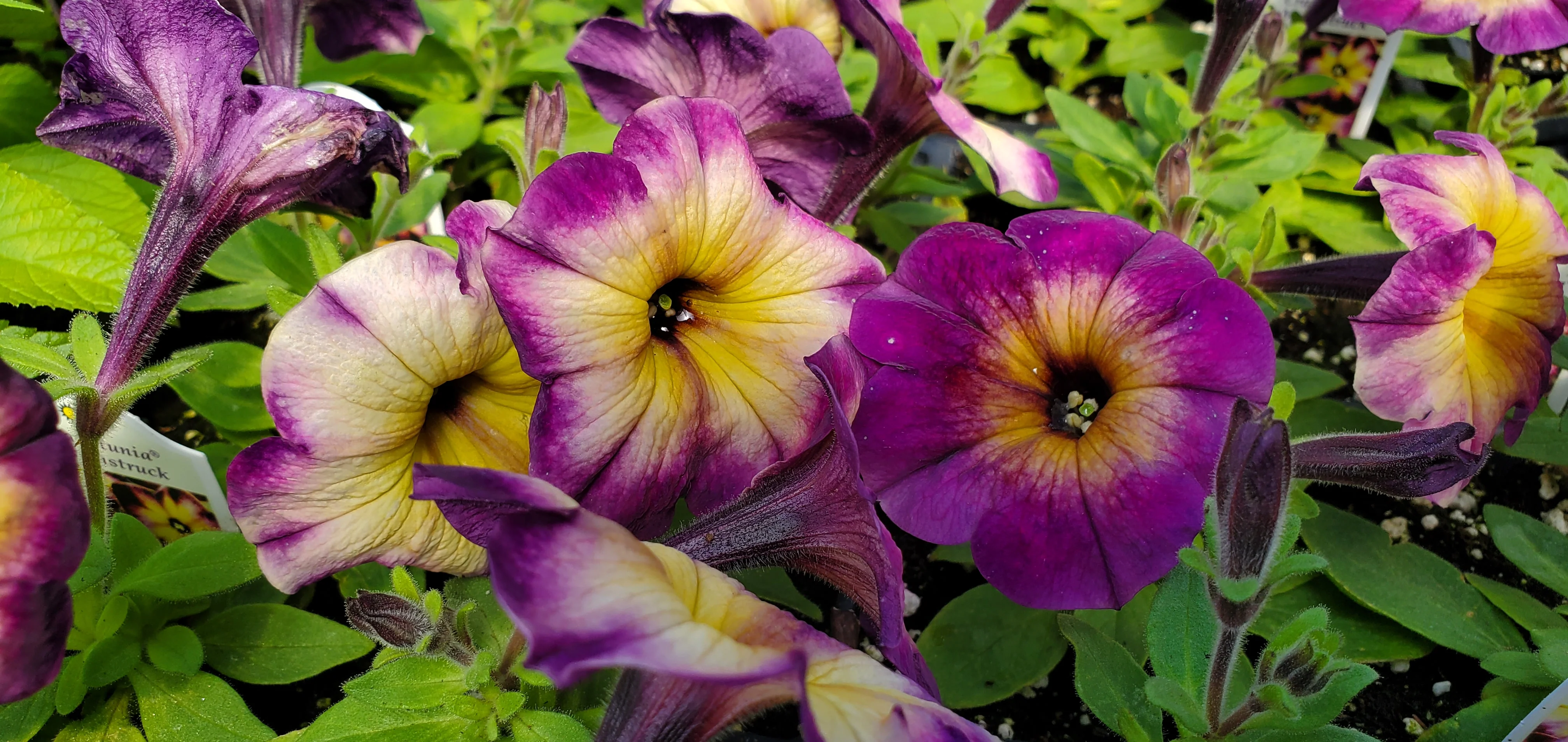 Crazytunia Moonstruck Petunia