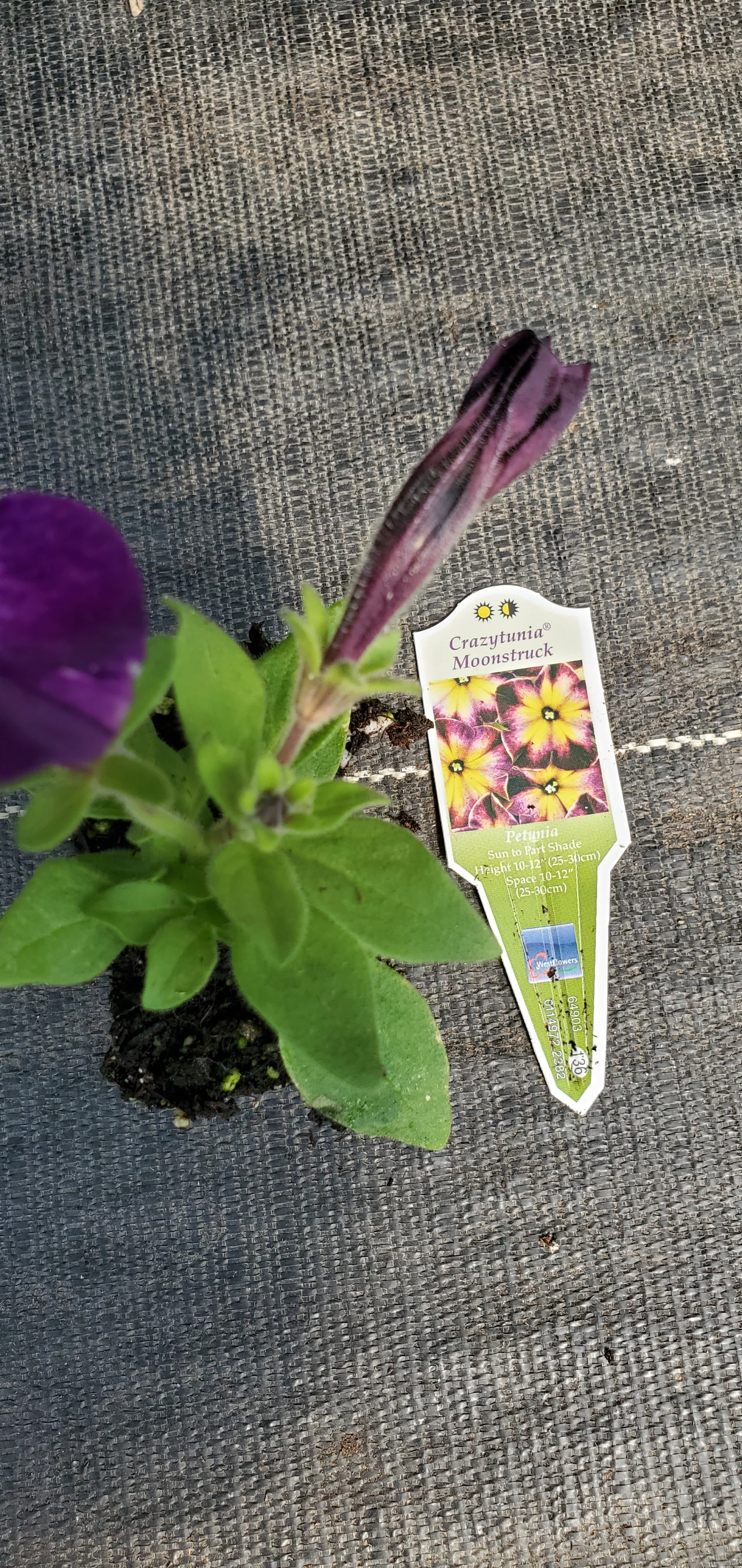 Crazytunia Moonstruck Petunia - Image 2