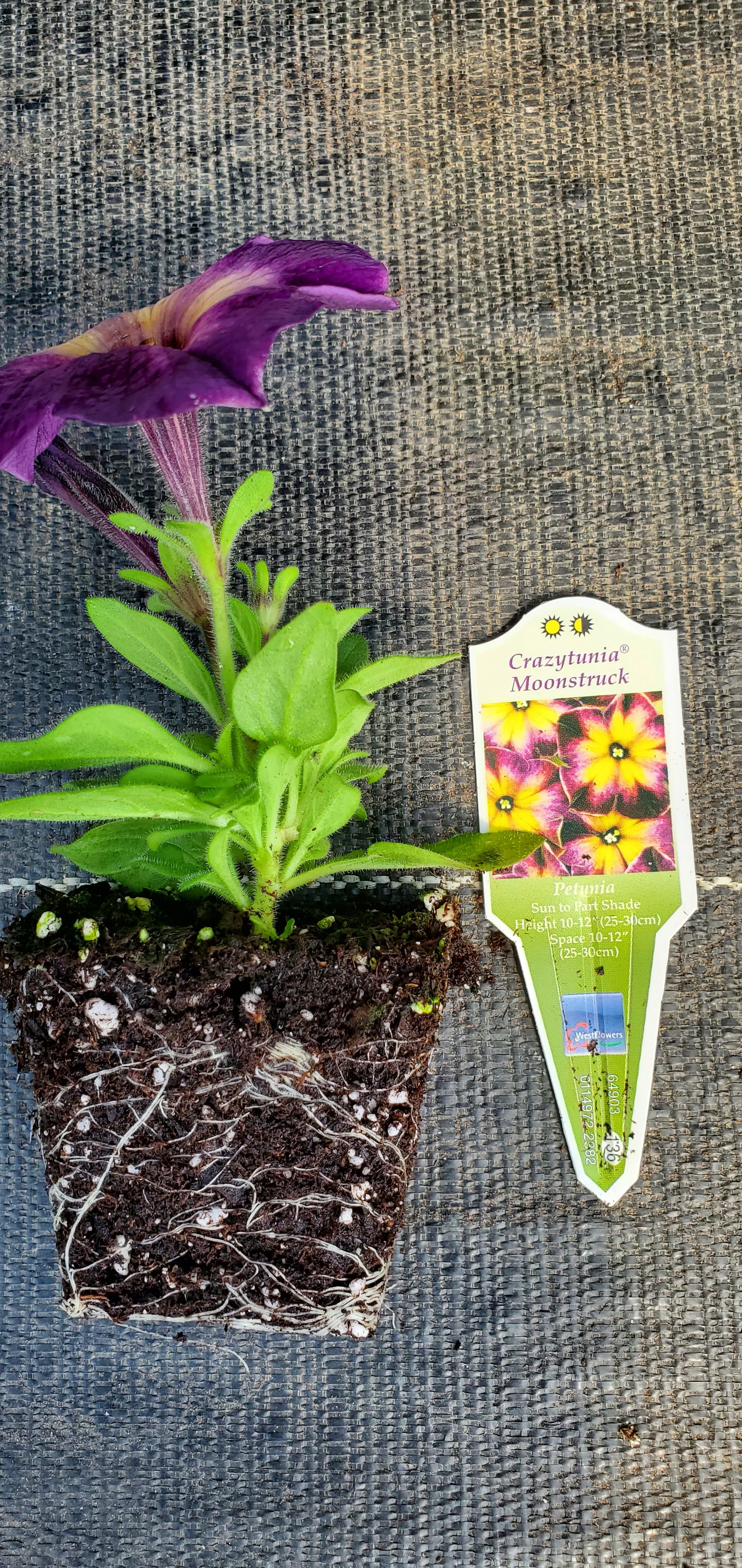 Crazytunia Moonstruck Petunia - Image 3