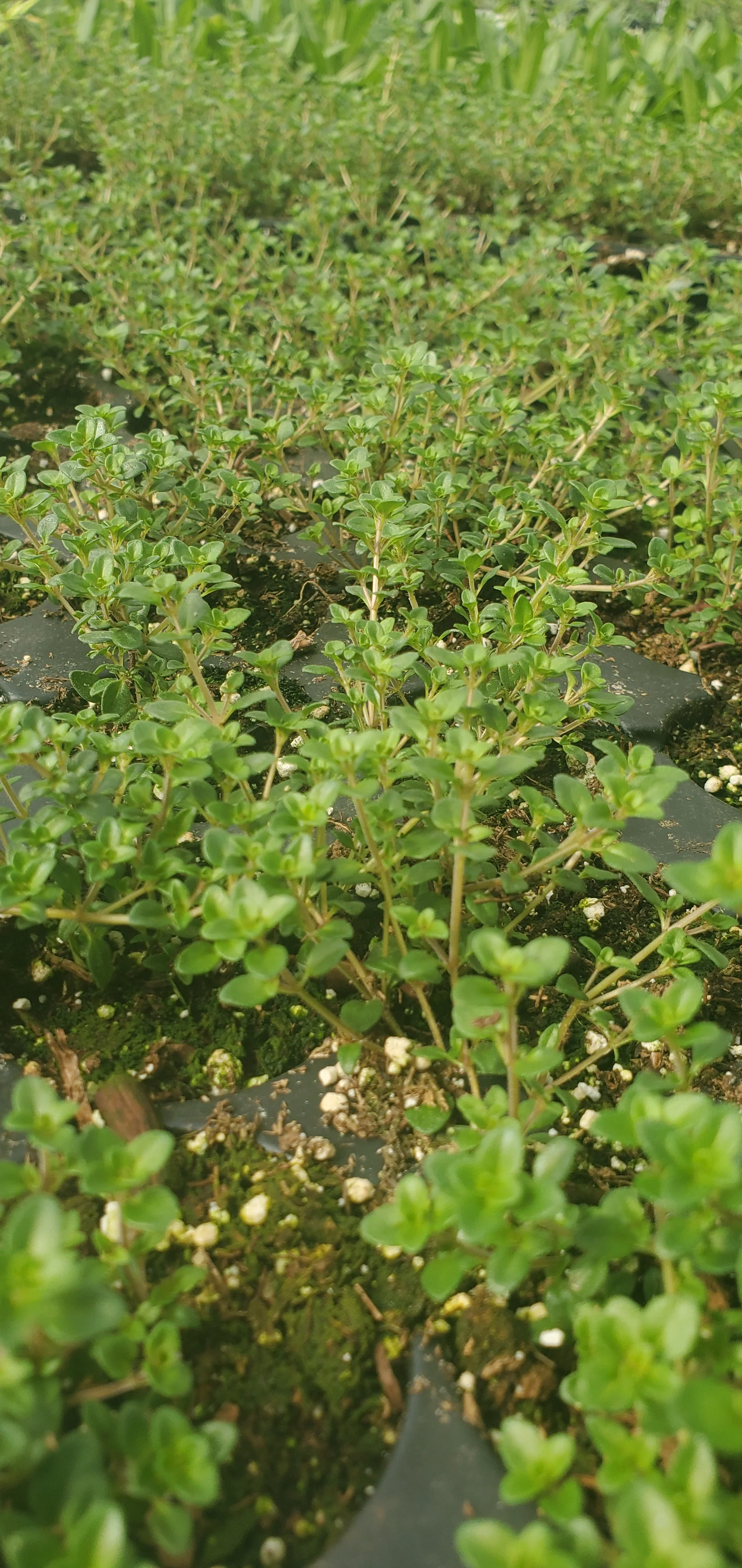Creeping Lemon Thyme