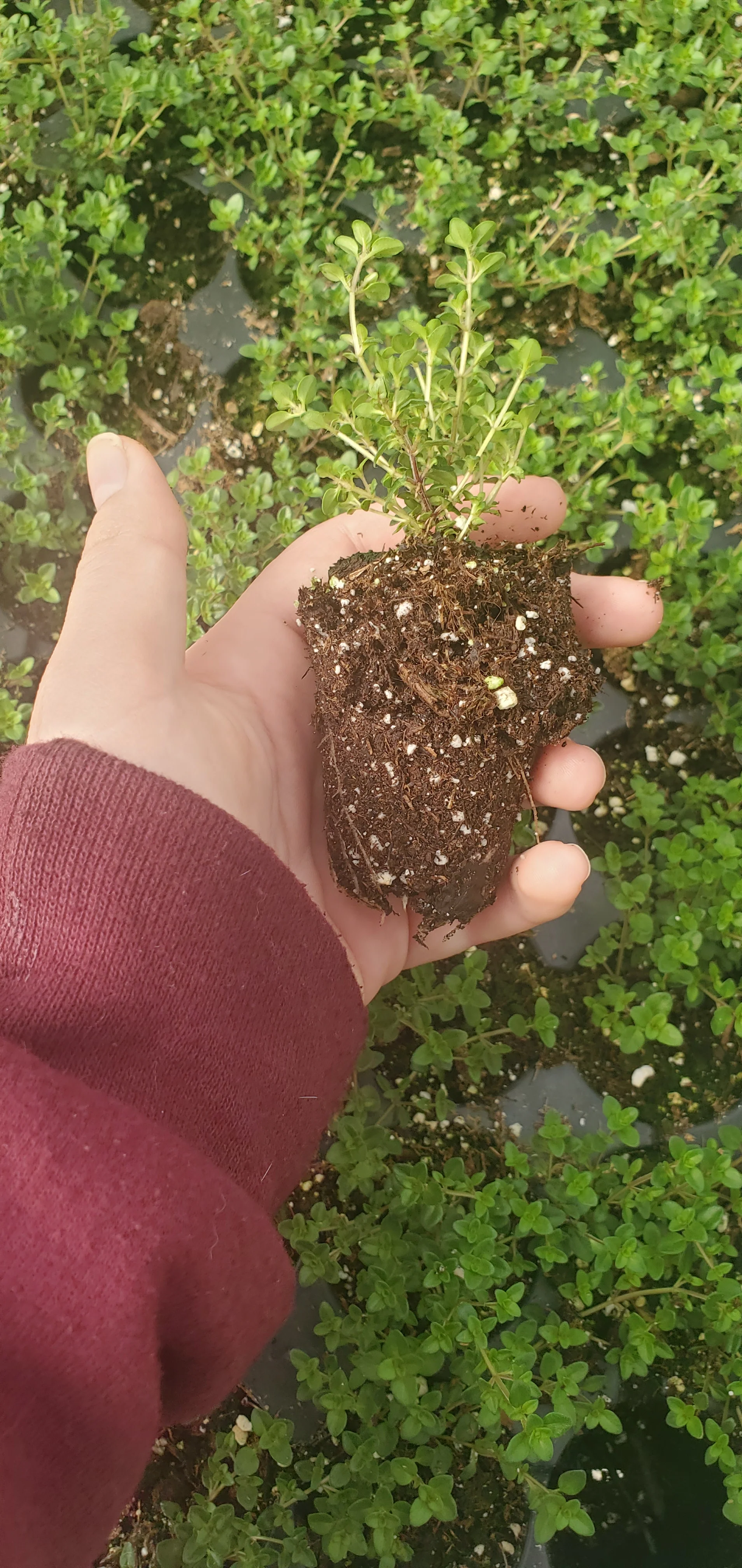 Creeping Lemon Thyme - Image 2