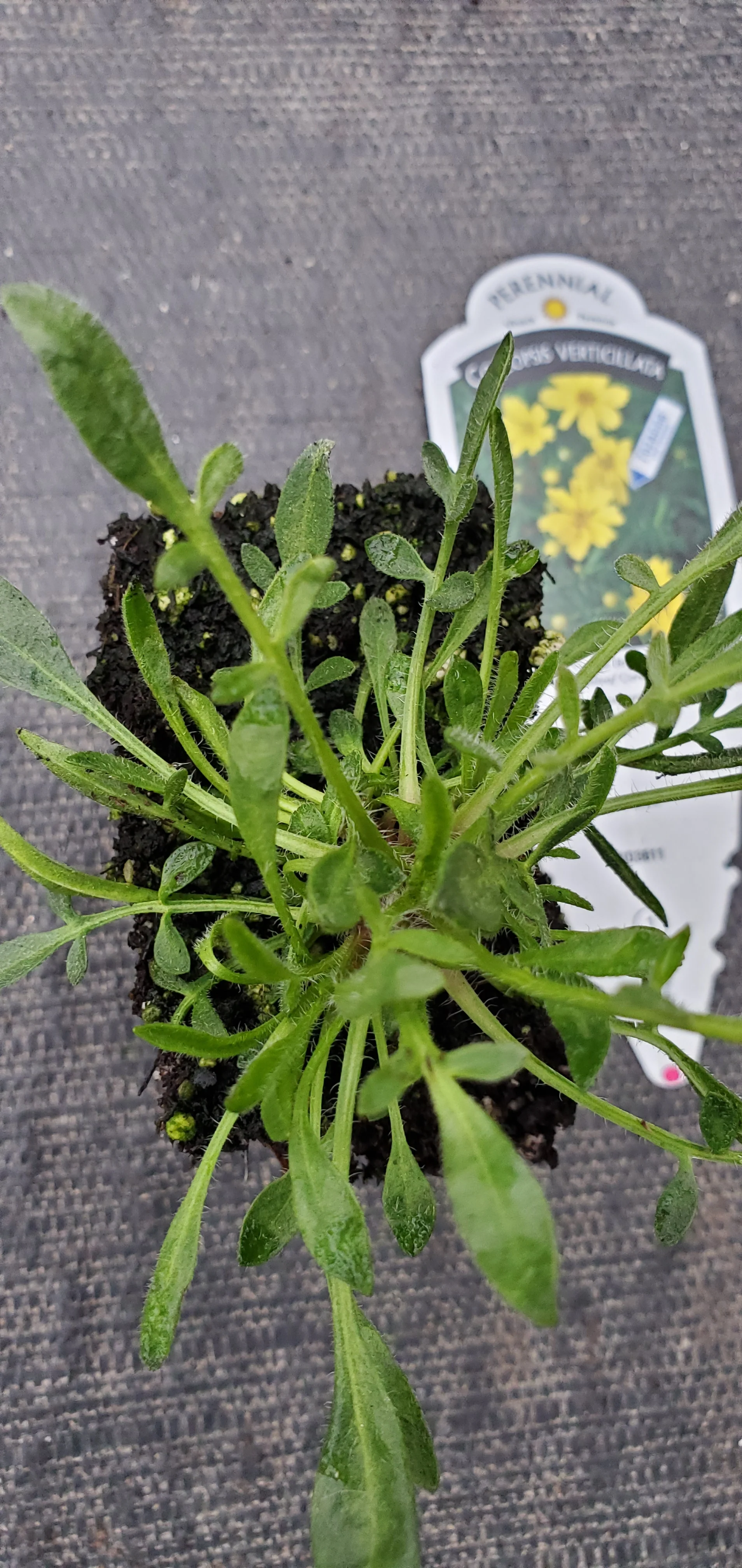 Creme Brulee Coreopsis Verticillata