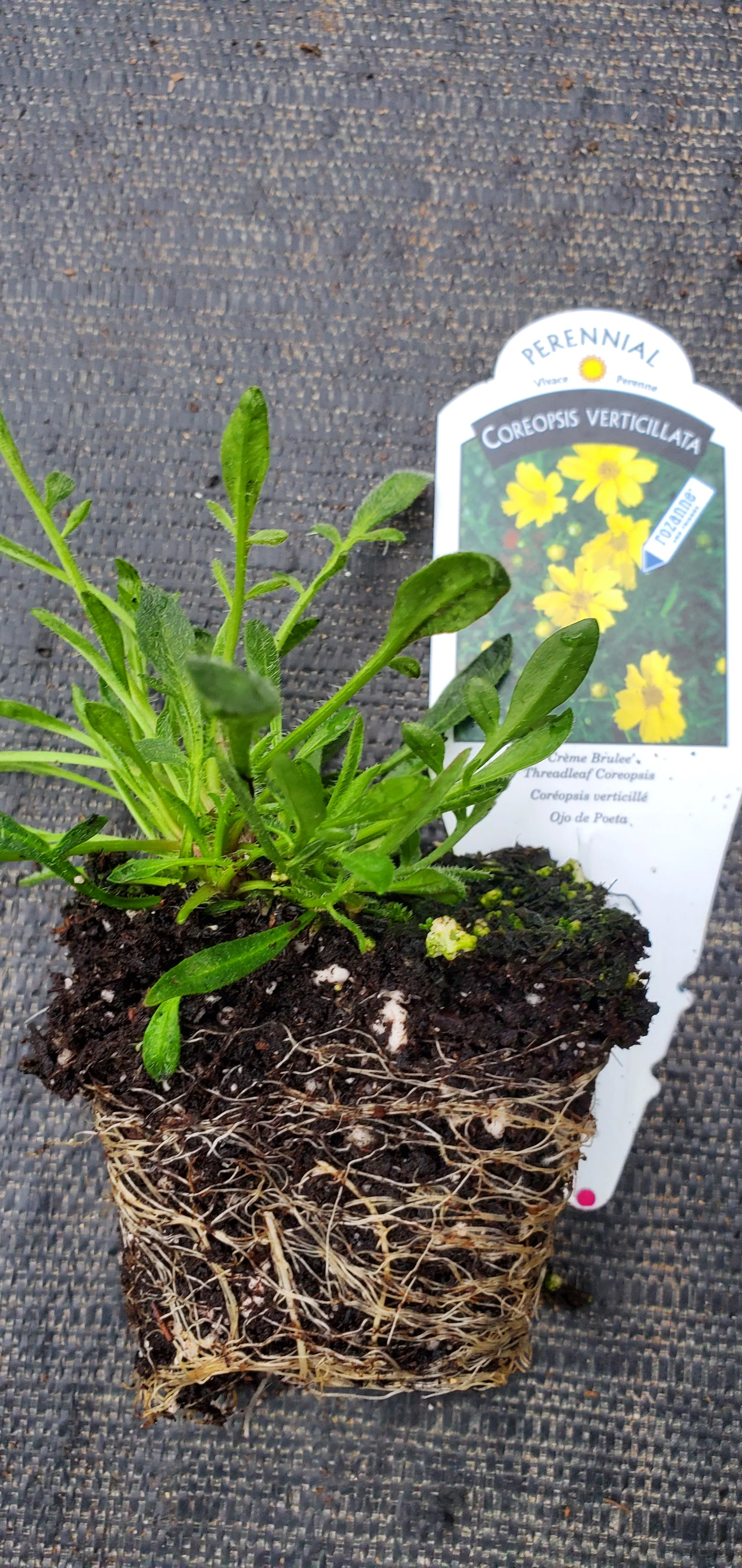 Creme Brulee Coreopsis Verticillata - Image 2