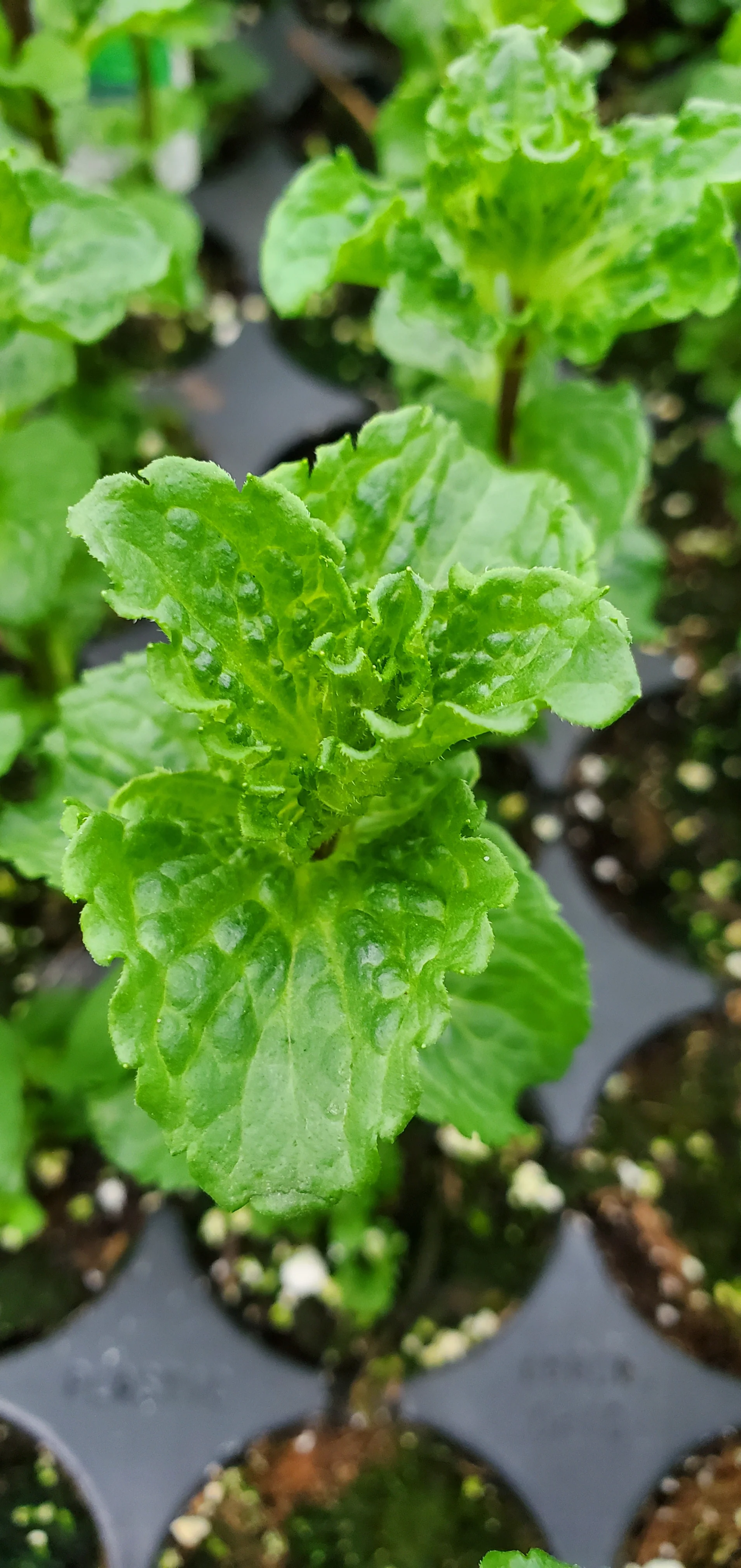 Crisped Scotch Mint