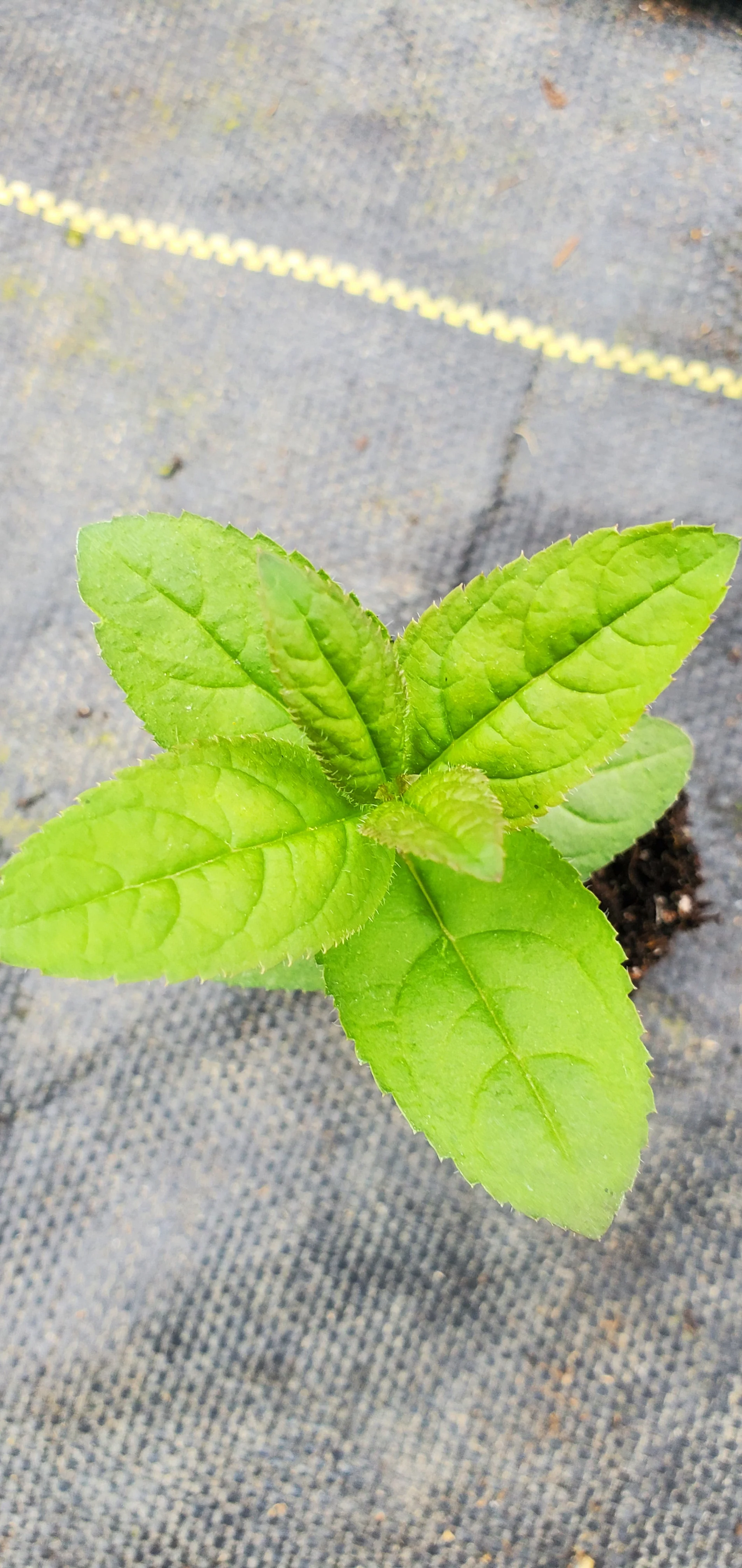 Culvers Root White