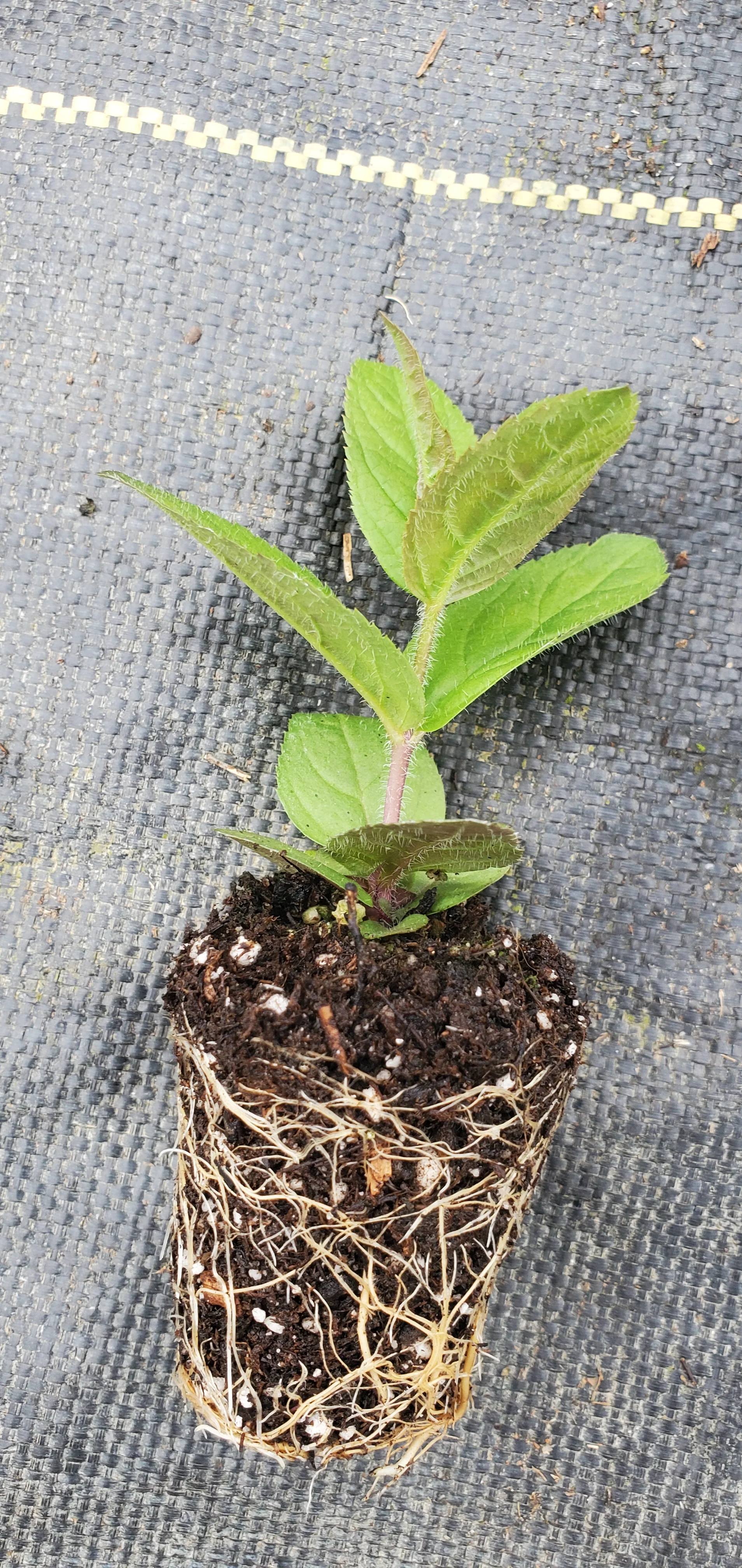 Culvers Root White - Image 2