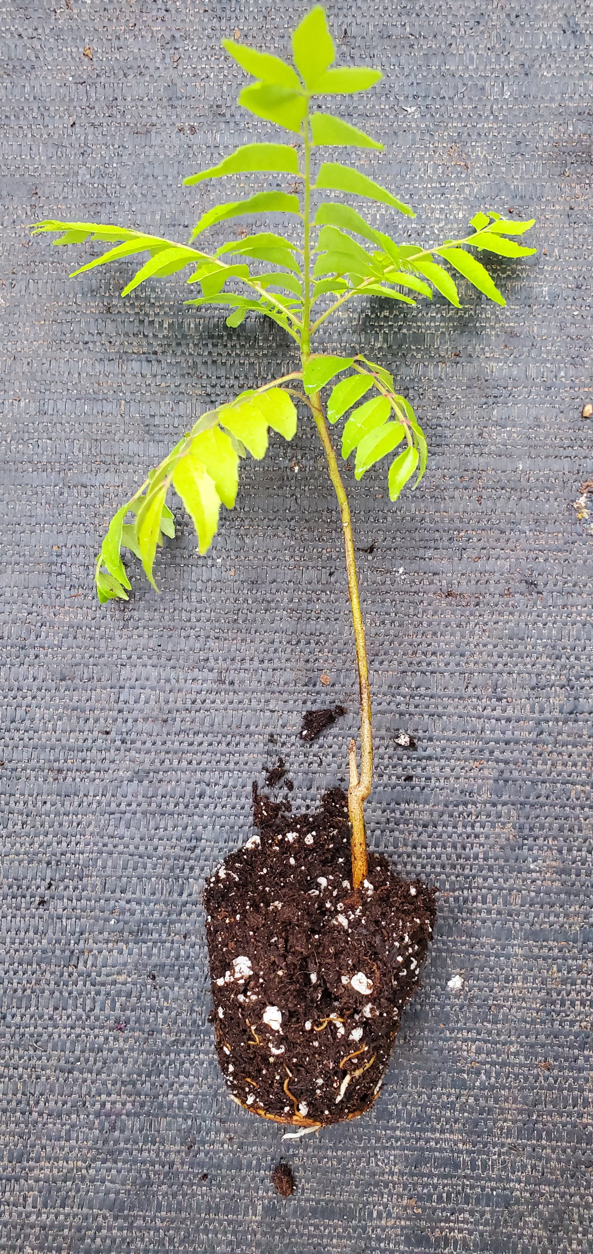 Curry Leaf Plant Murraya Koenigii - Image 2