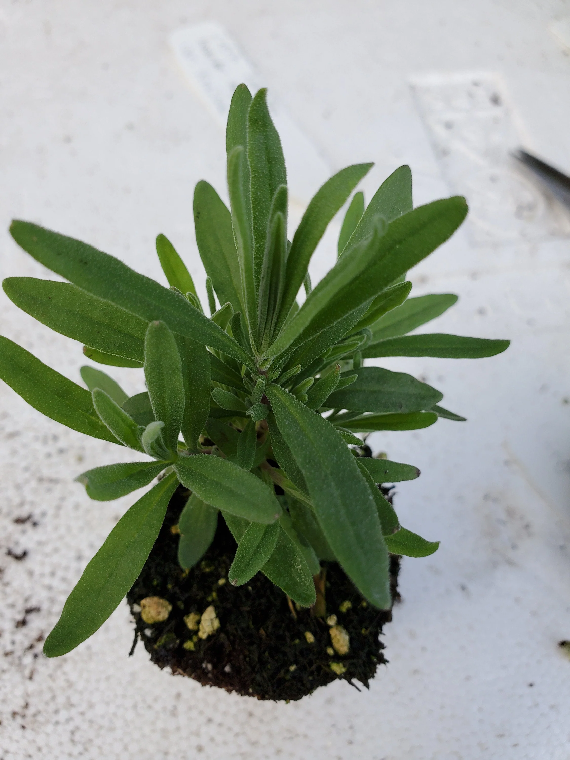 Czech Lavender angustifolius var. Krajoua