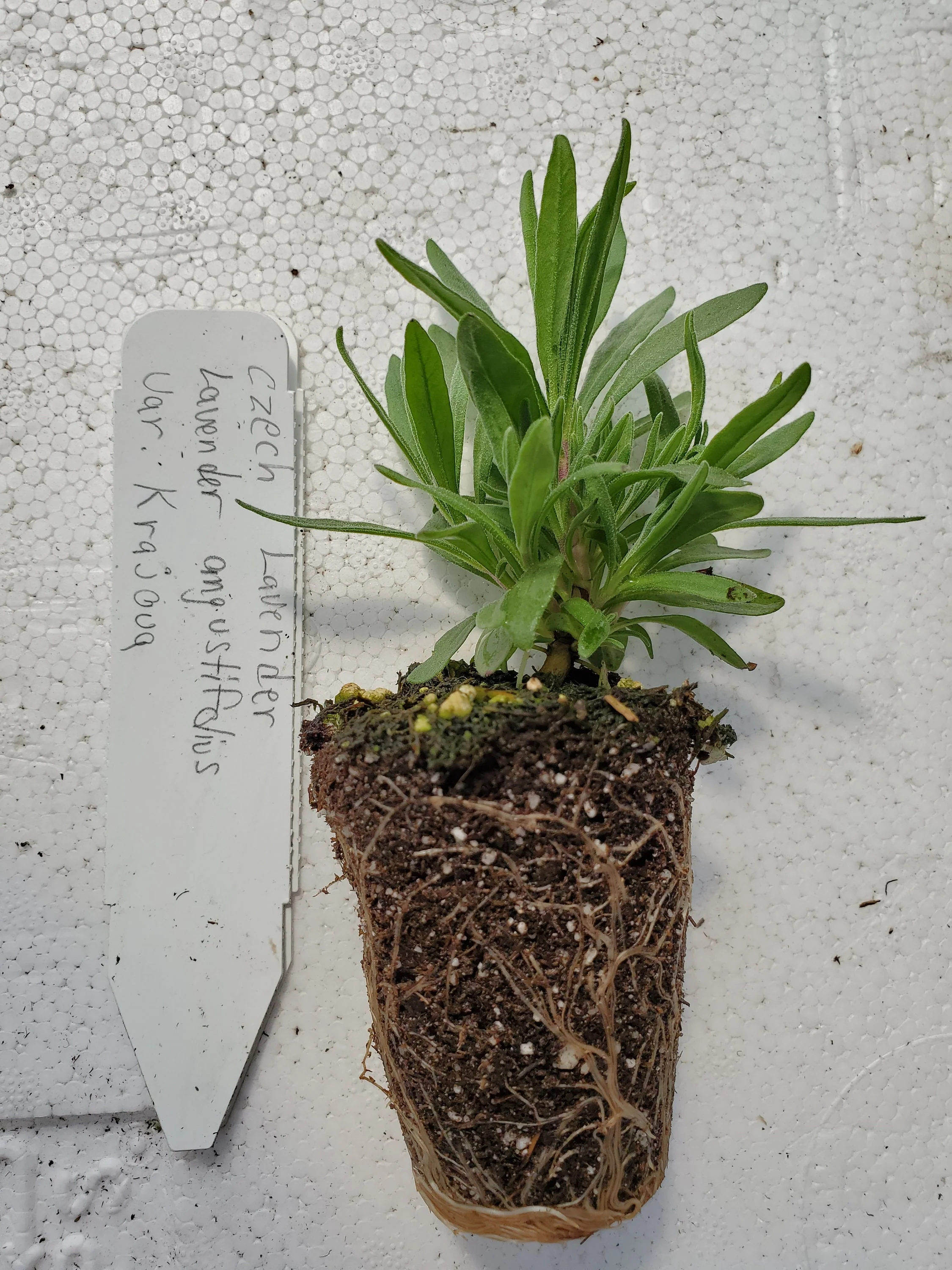 Czech Lavender angustifolius var. Krajoua - Image 2