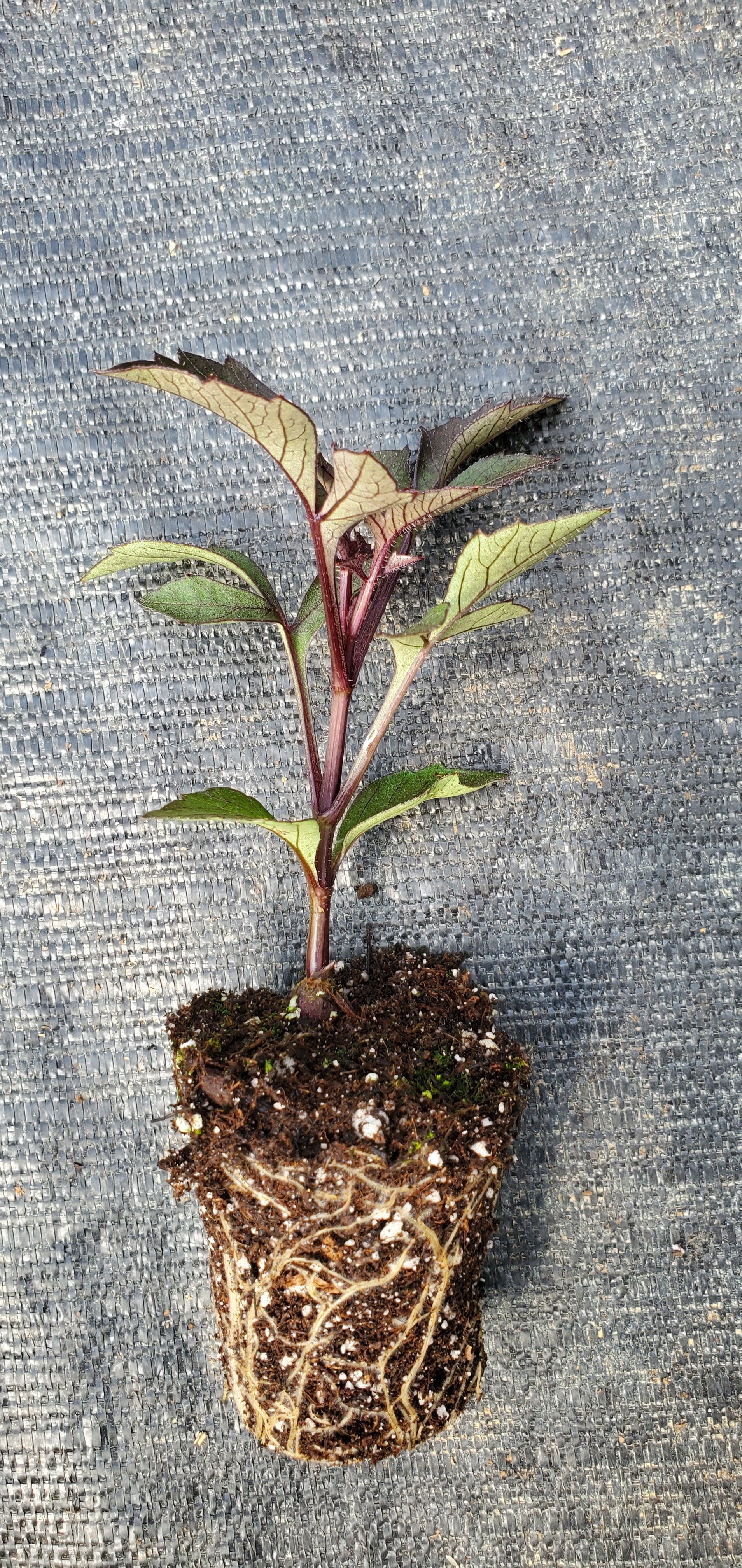 Dahlia Black Forest Ruby - Image 2
