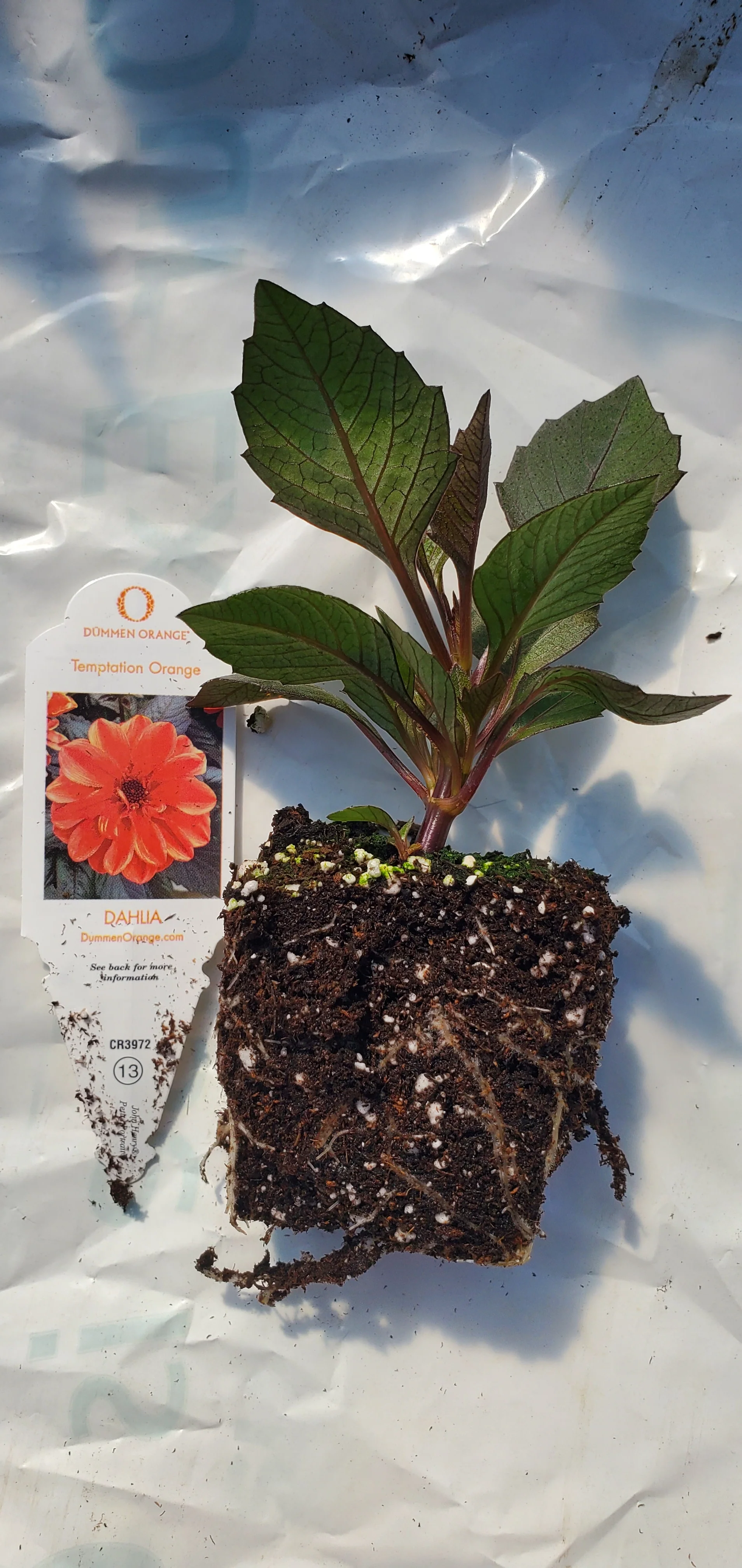 Dahlia Temptation Orange - Image 2