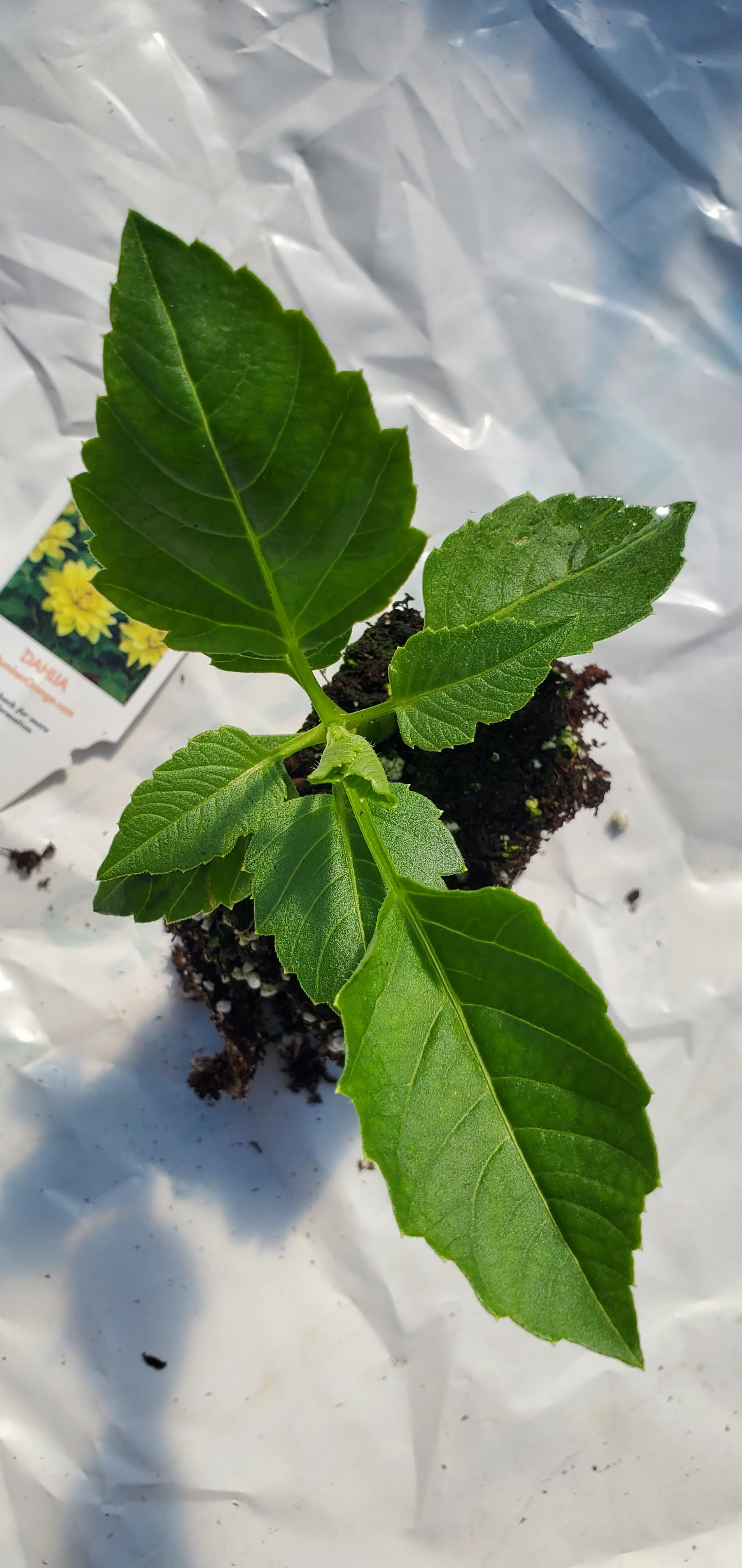 Dahlia XXL Durango
