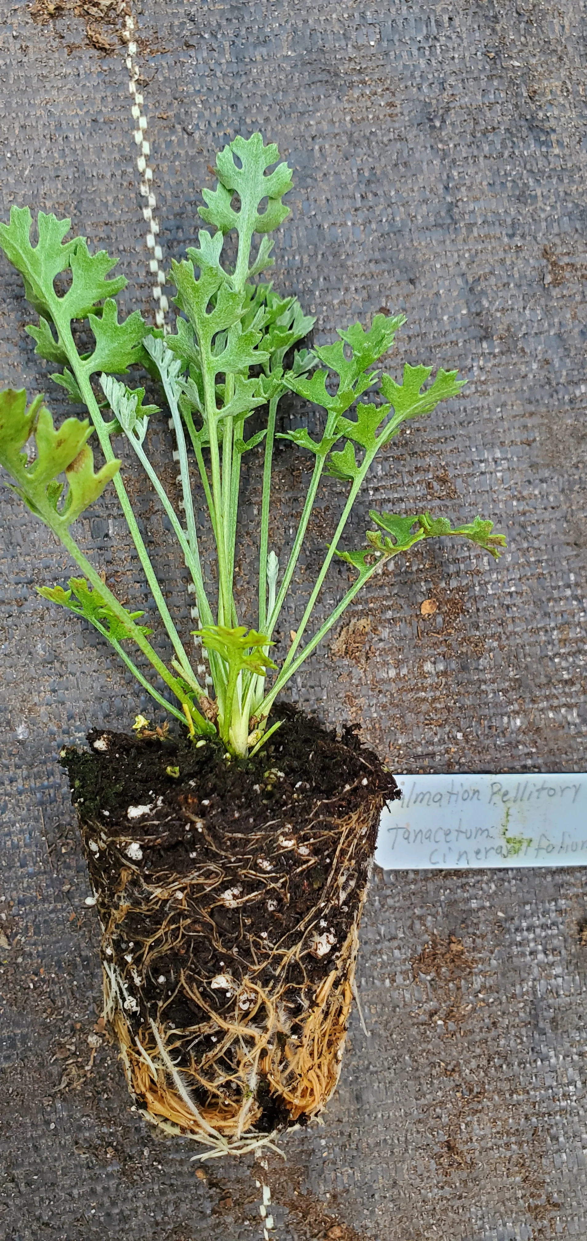 Dalmatian Pellitory Tanacetum Cinerariifolium - Image 2