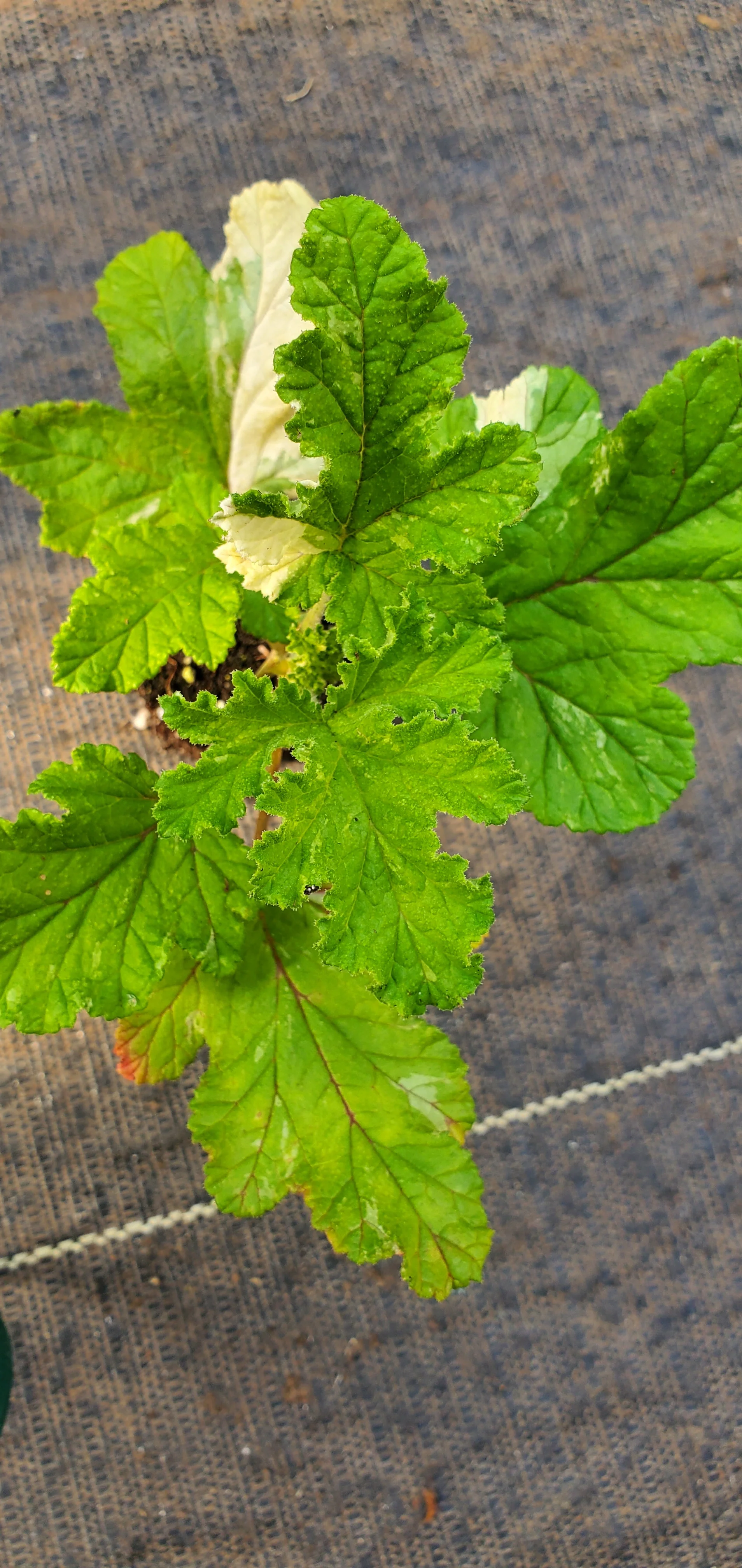 Dappled Oak Pelargonium