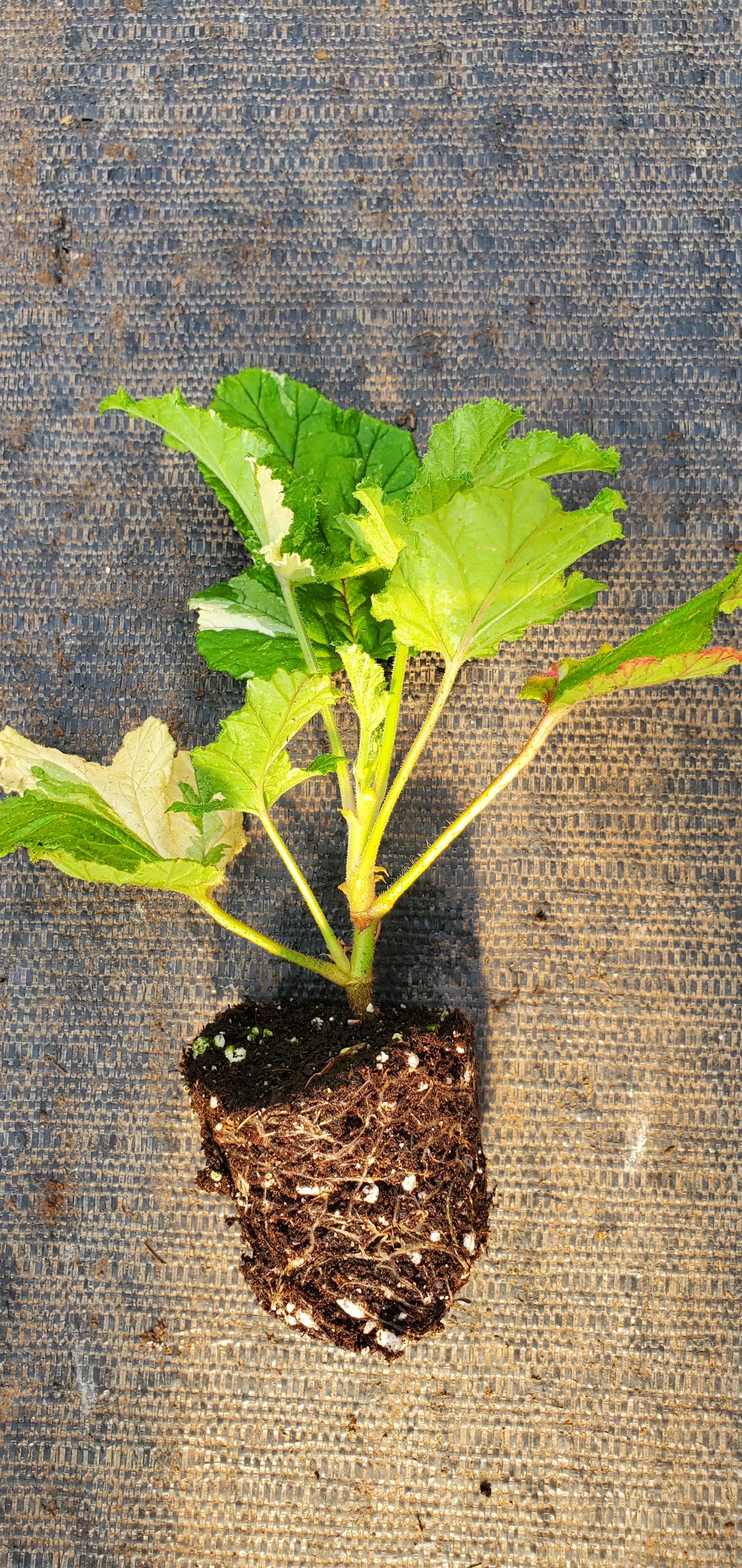 Dappled Oak Pelargonium - Image 2