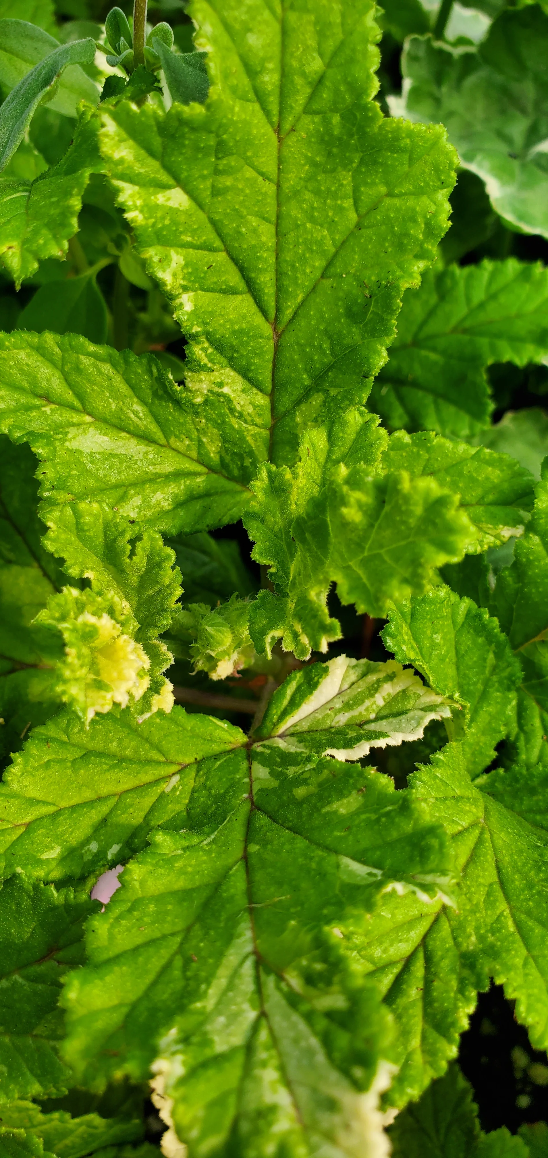 Dappled Oak Pelargonium - Image 3