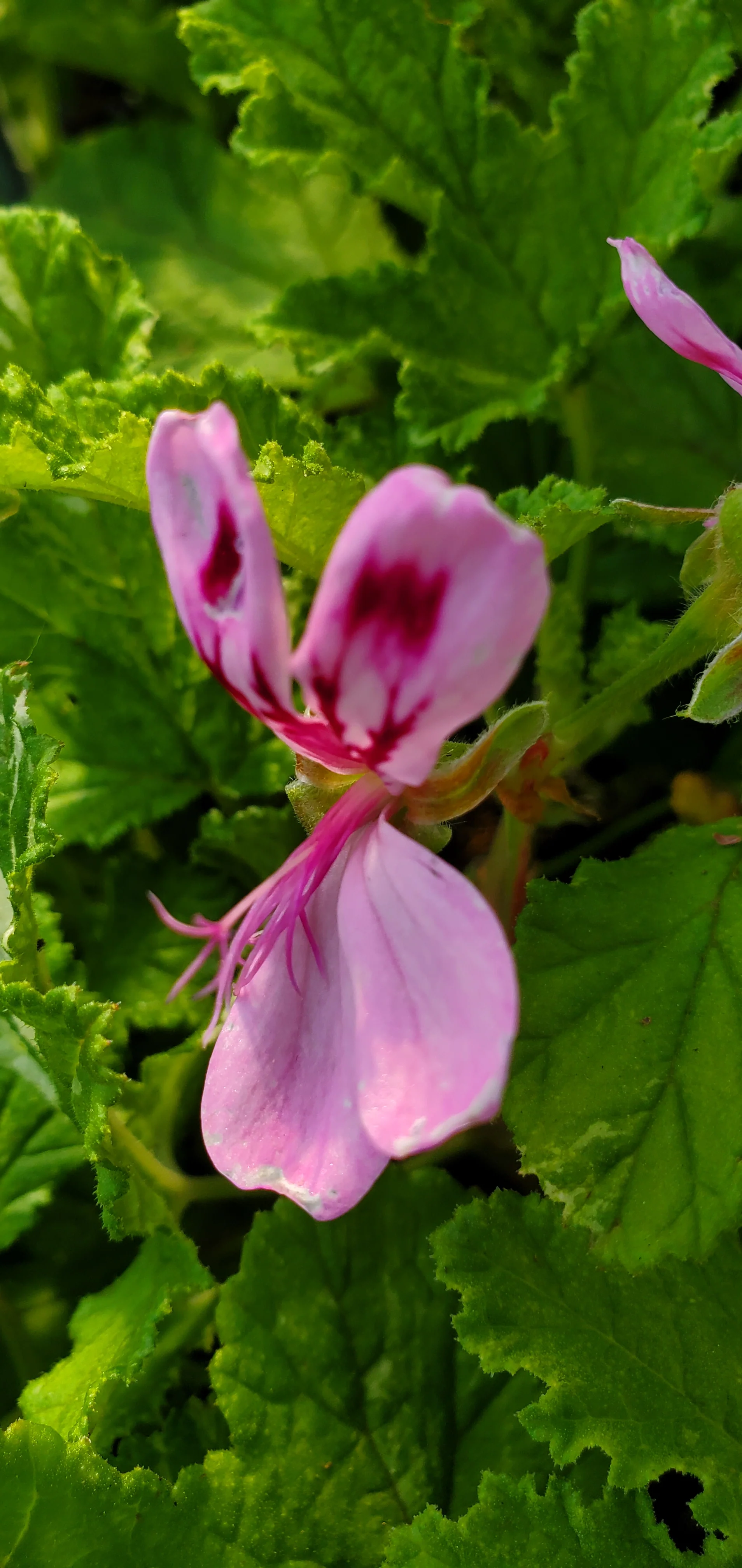 Dappled Oak Pelargonium - Image 4