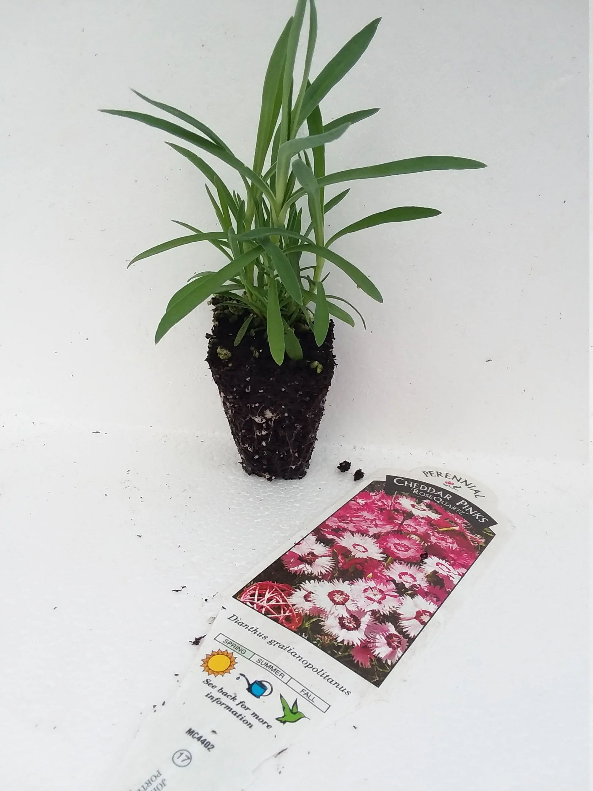 Dianthus Gratianopolitanus  Cheddar Pinks - Image 2