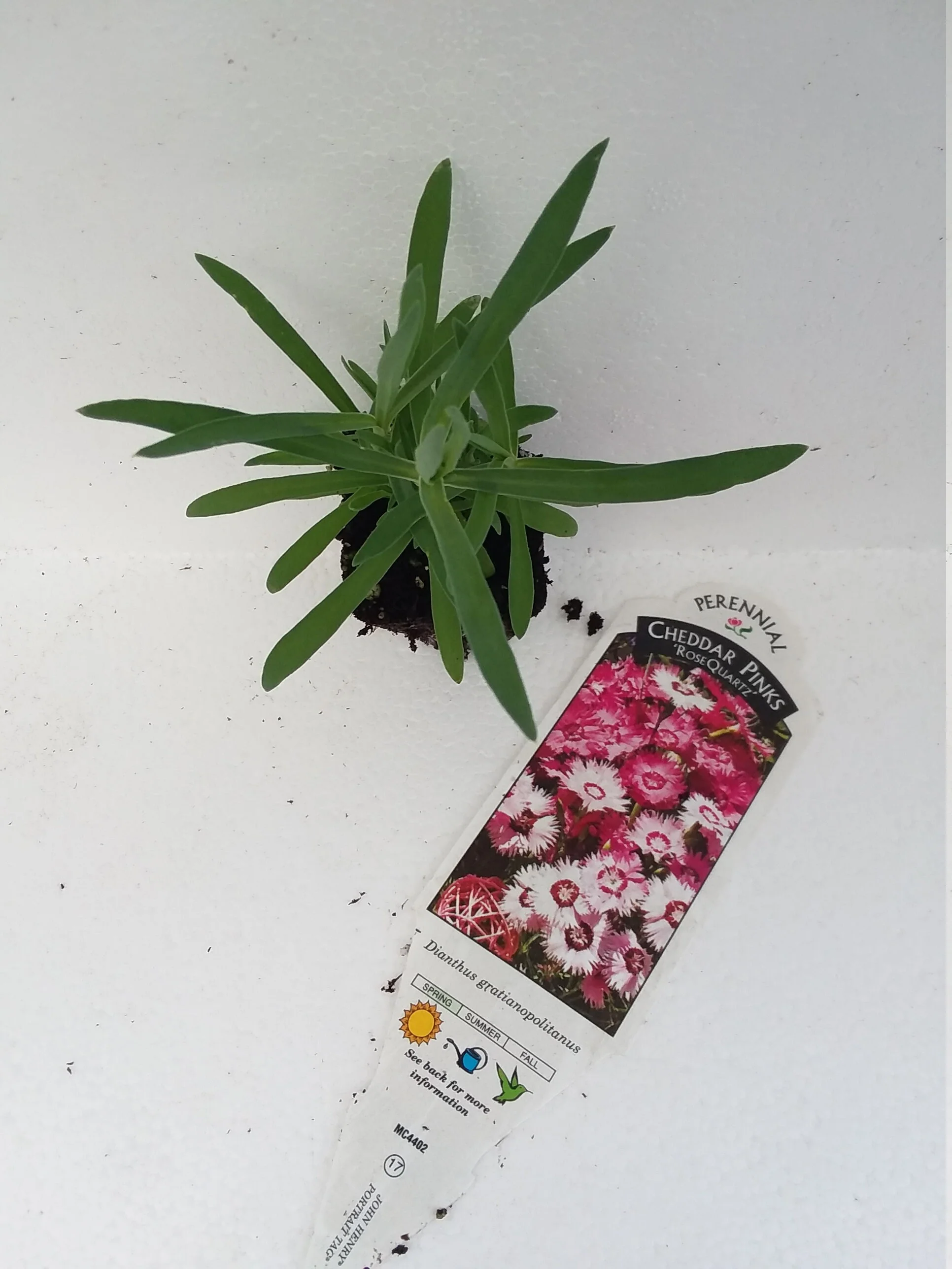 Dianthus Gratianopolitanus  Cheddar Pinks - Image 3
