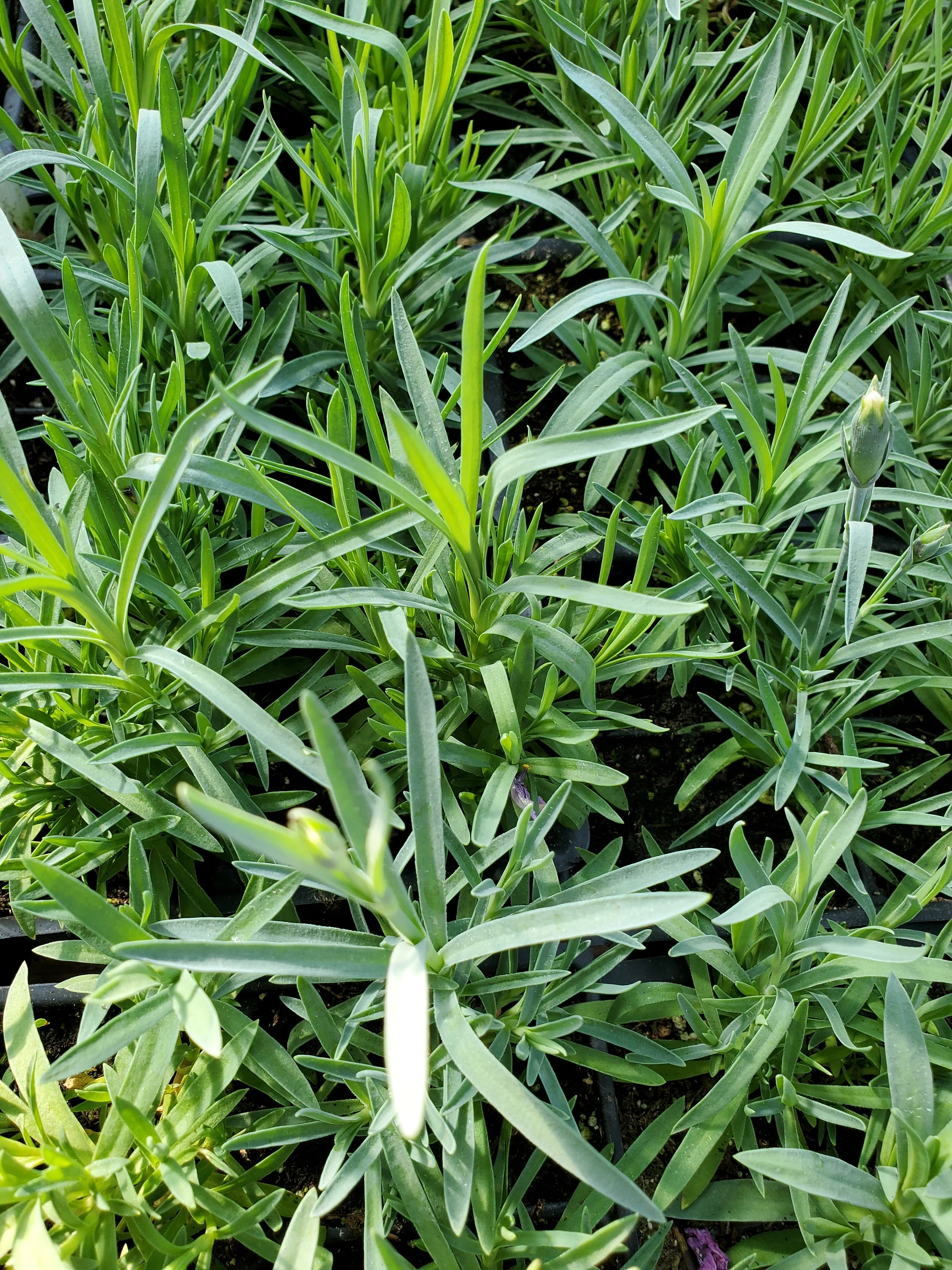 Dianthus Gratianopolitanus  Cheddar Pinks - Image 4
