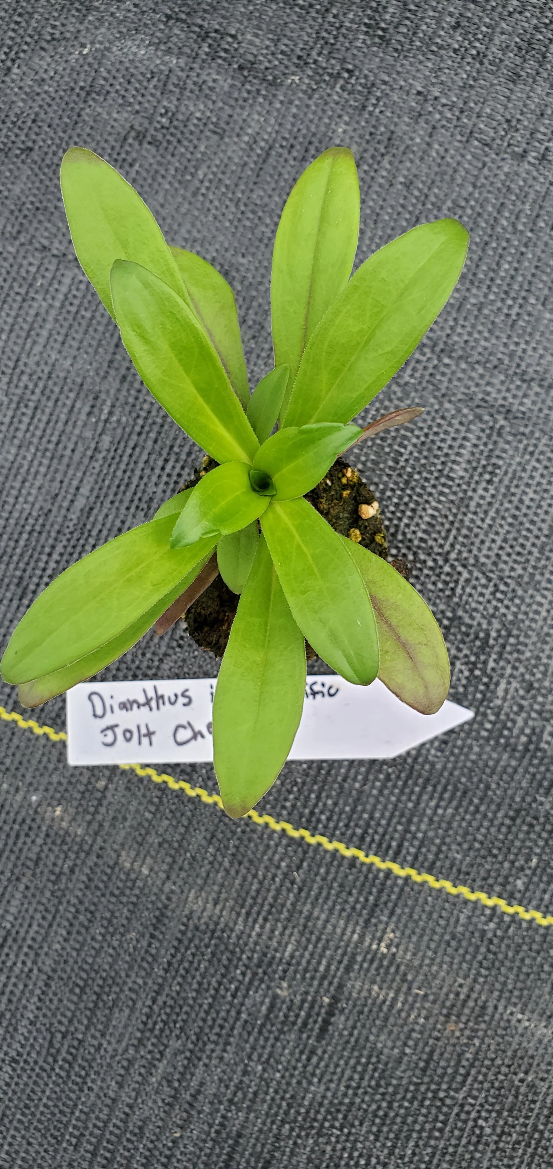 Dianthus Jolt Cherry