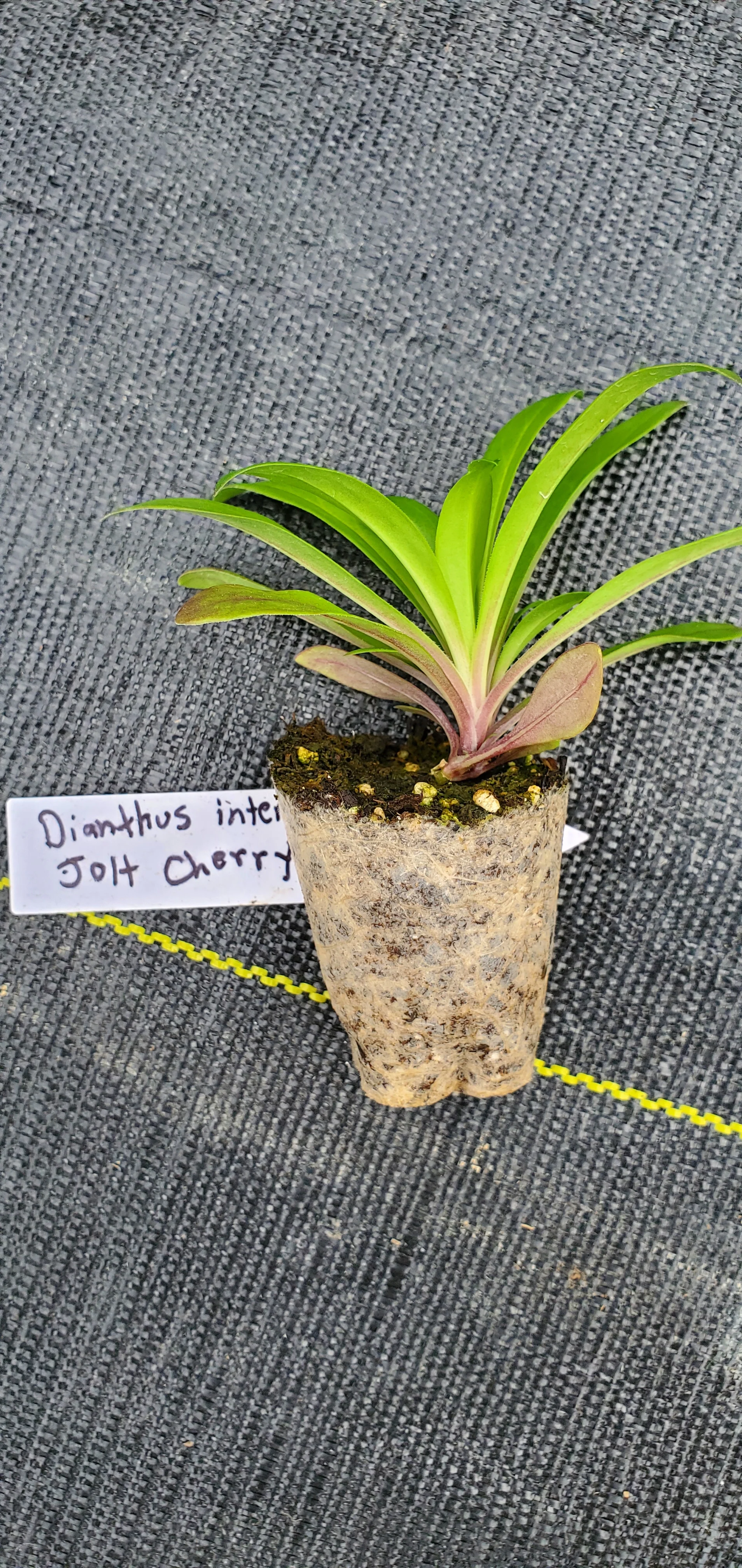 Dianthus Jolt Cherry - Image 2