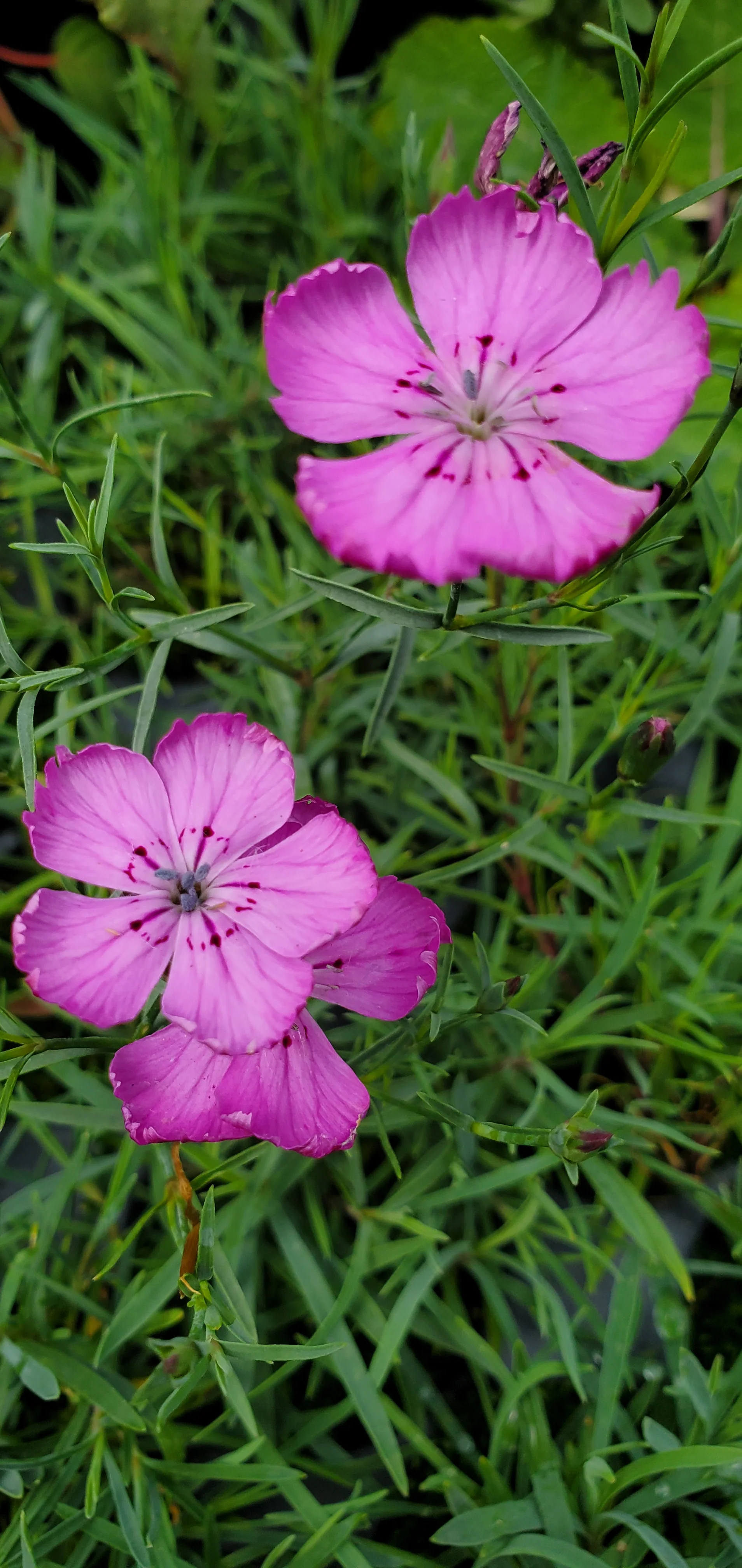 Dianthus Nardiformis - Image 2